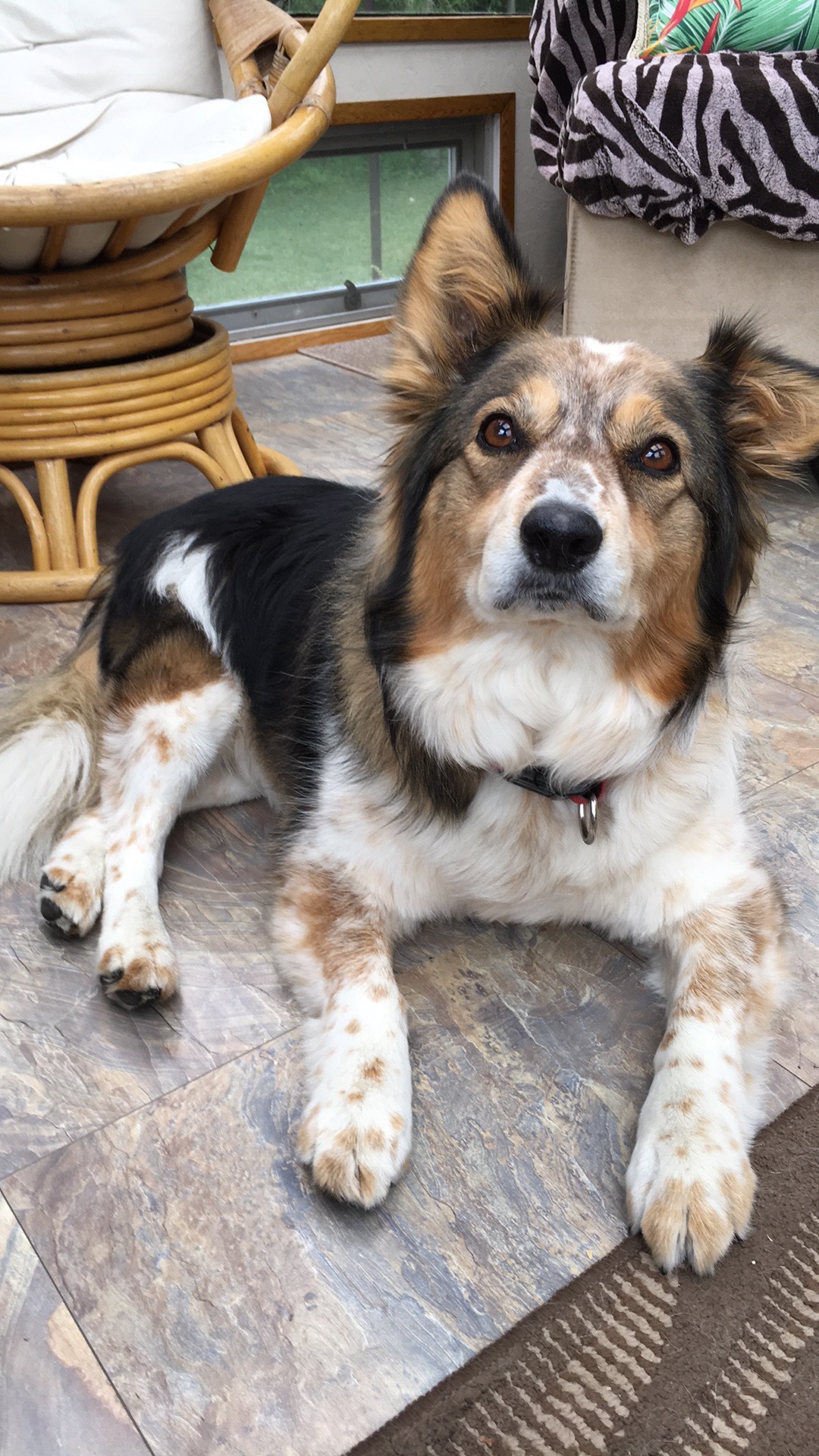 Help Me Visit Kahlua Before She Crosses the Rainbow Bridge campaign photo, 5 of 8