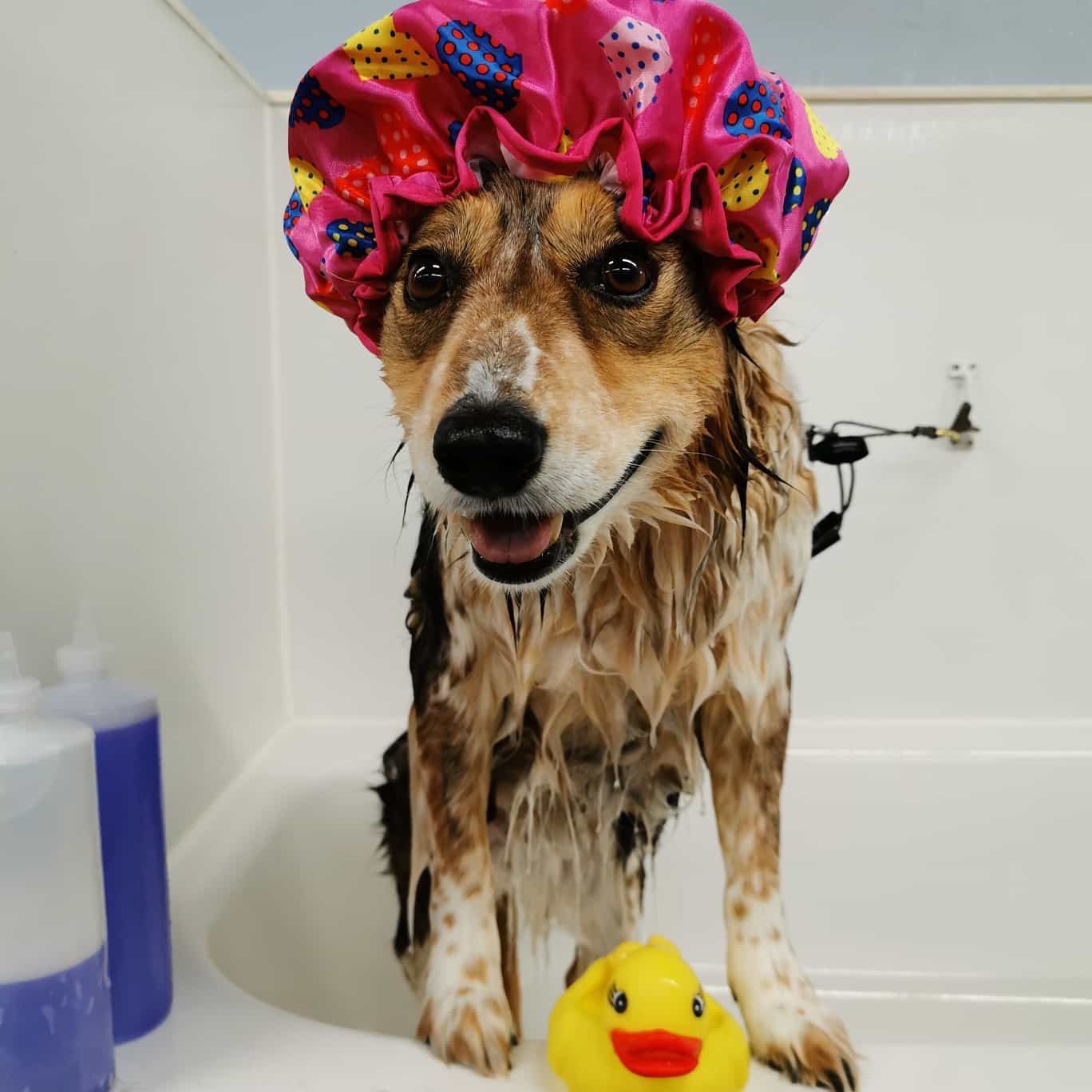 Help Me Visit Kahlua Before She Crosses the Rainbow Bridge campaign photo, 2 of 8