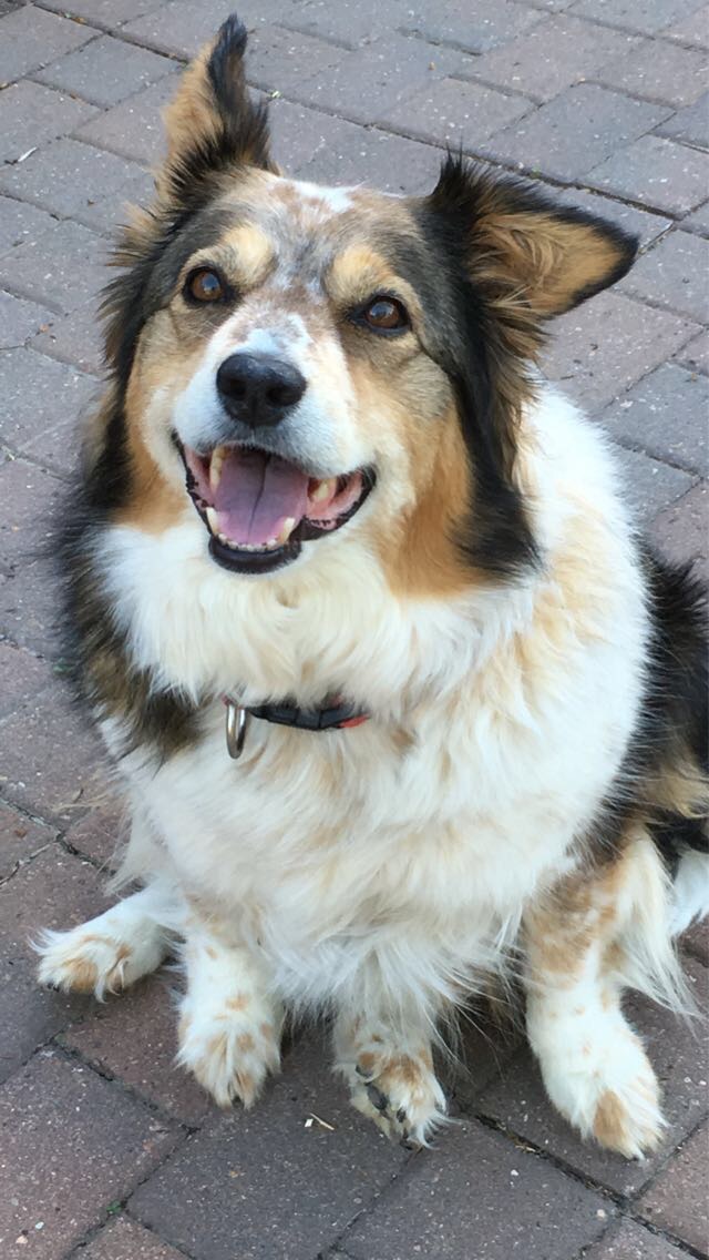 Help Me Visit Kahlua Before She Crosses the Rainbow Bridge campaign photo, 7 of 8