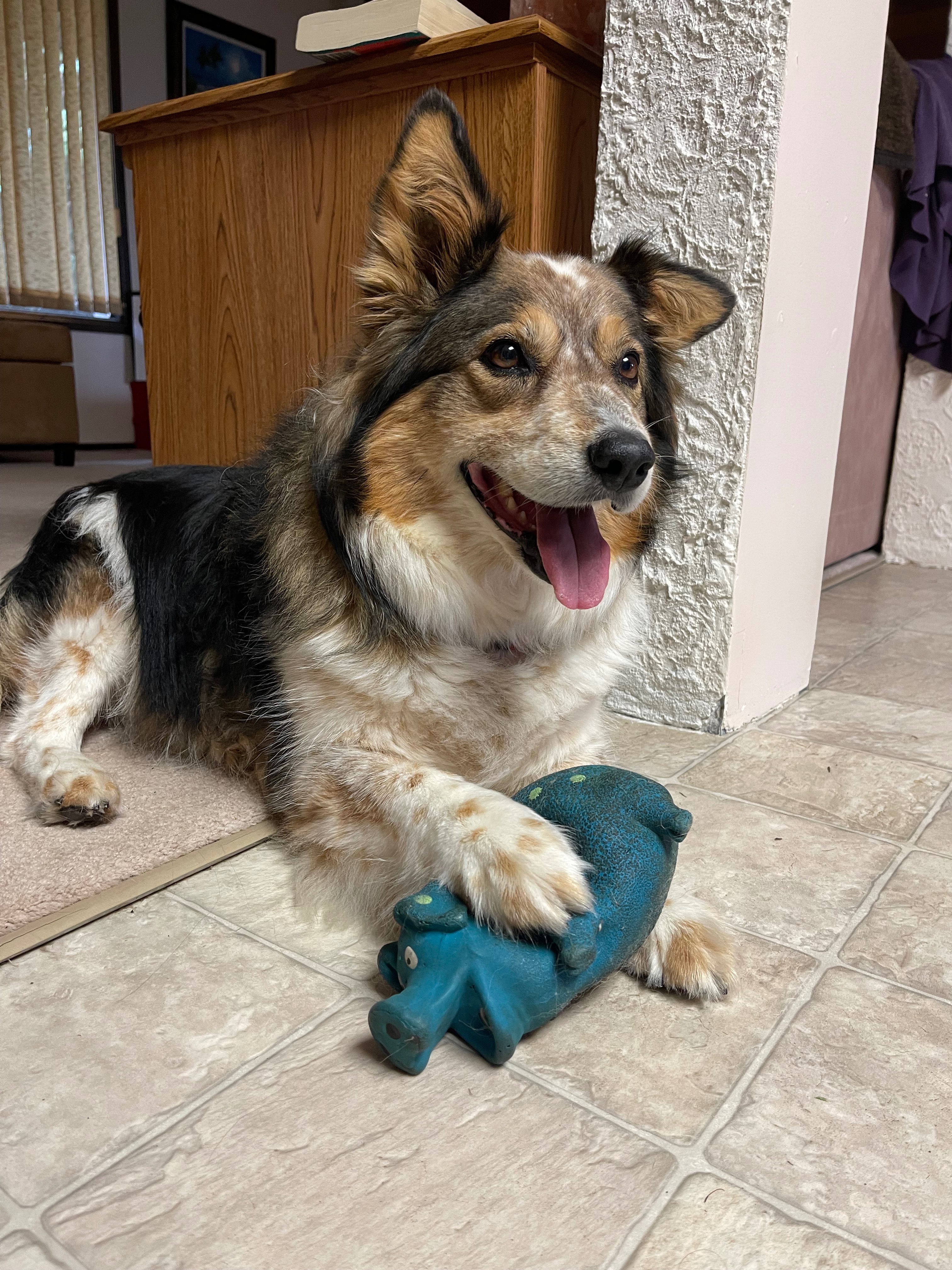 Help Me Visit Kahlua Before She Crosses the Rainbow Bridge campaign photo, 6 of 8