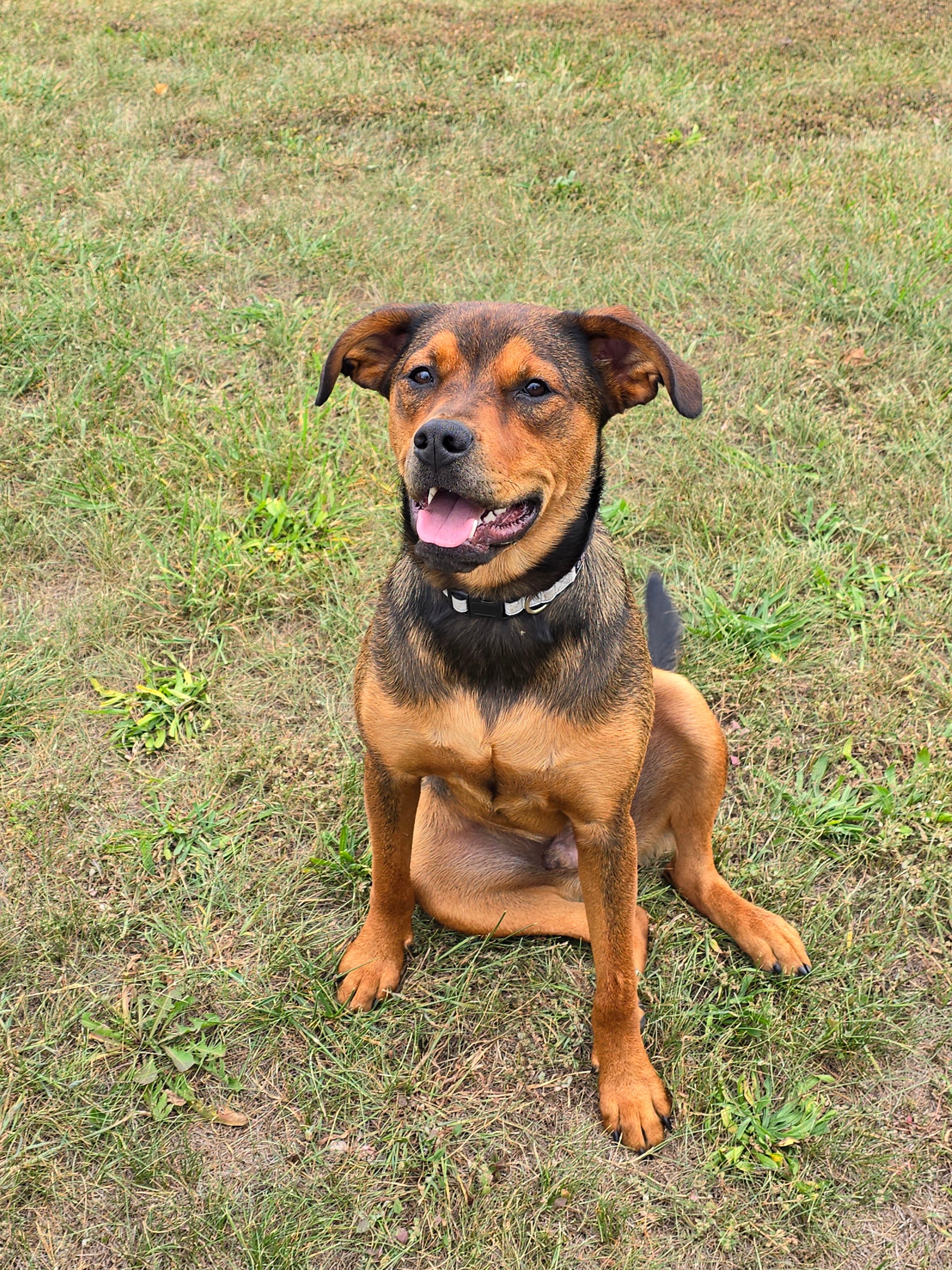 Urgent Help Needed for Jax's Vet Bills campaign photo, 7 of 8