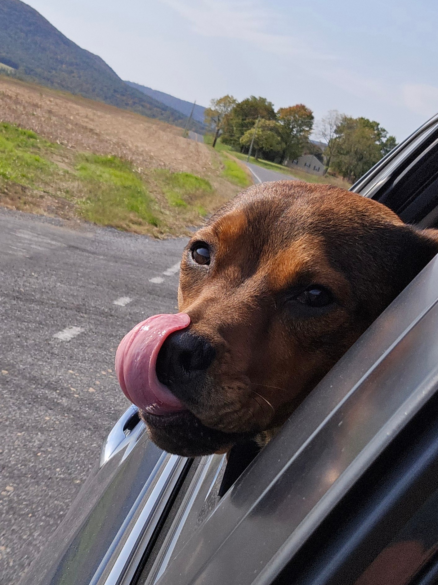Urgent Help Needed for Jax's Vet Bills campaign photo, 2 of 8