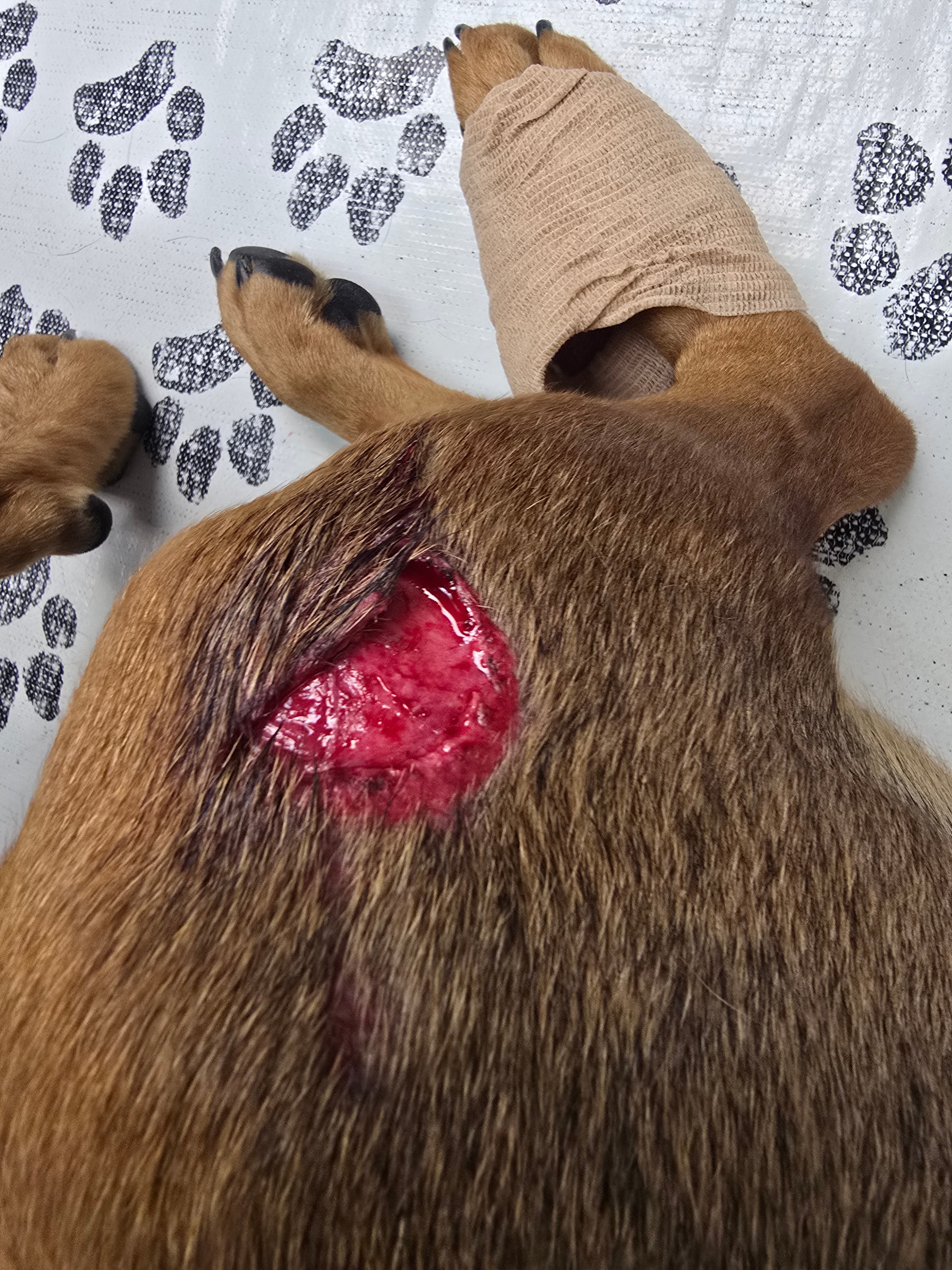 Urgent Help Needed for Jax's Vet Bills campaign photo, 4 of 8