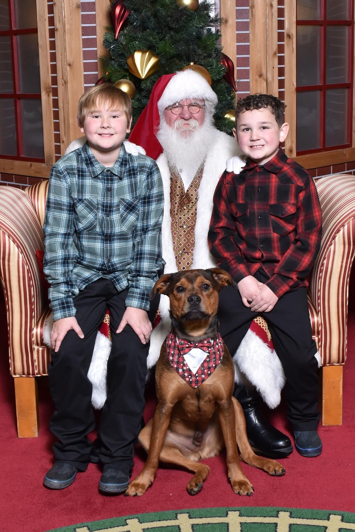 Urgent Help Needed for Jax's Vet Bills campaign photo, 5 of 8