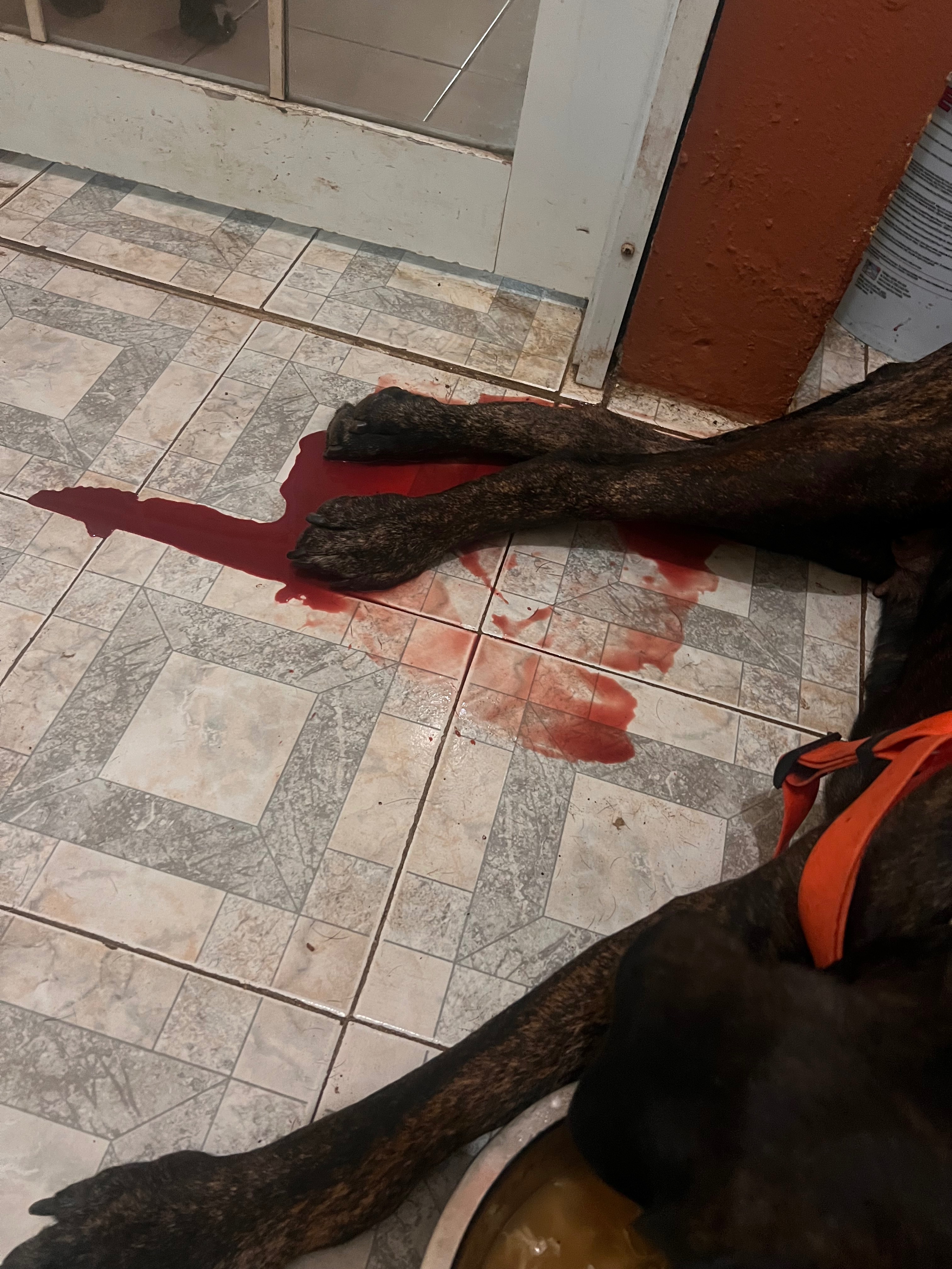 Help Save Stella — Our Gentle Giant Fighting for Her Life campaign photo, 2 of 5