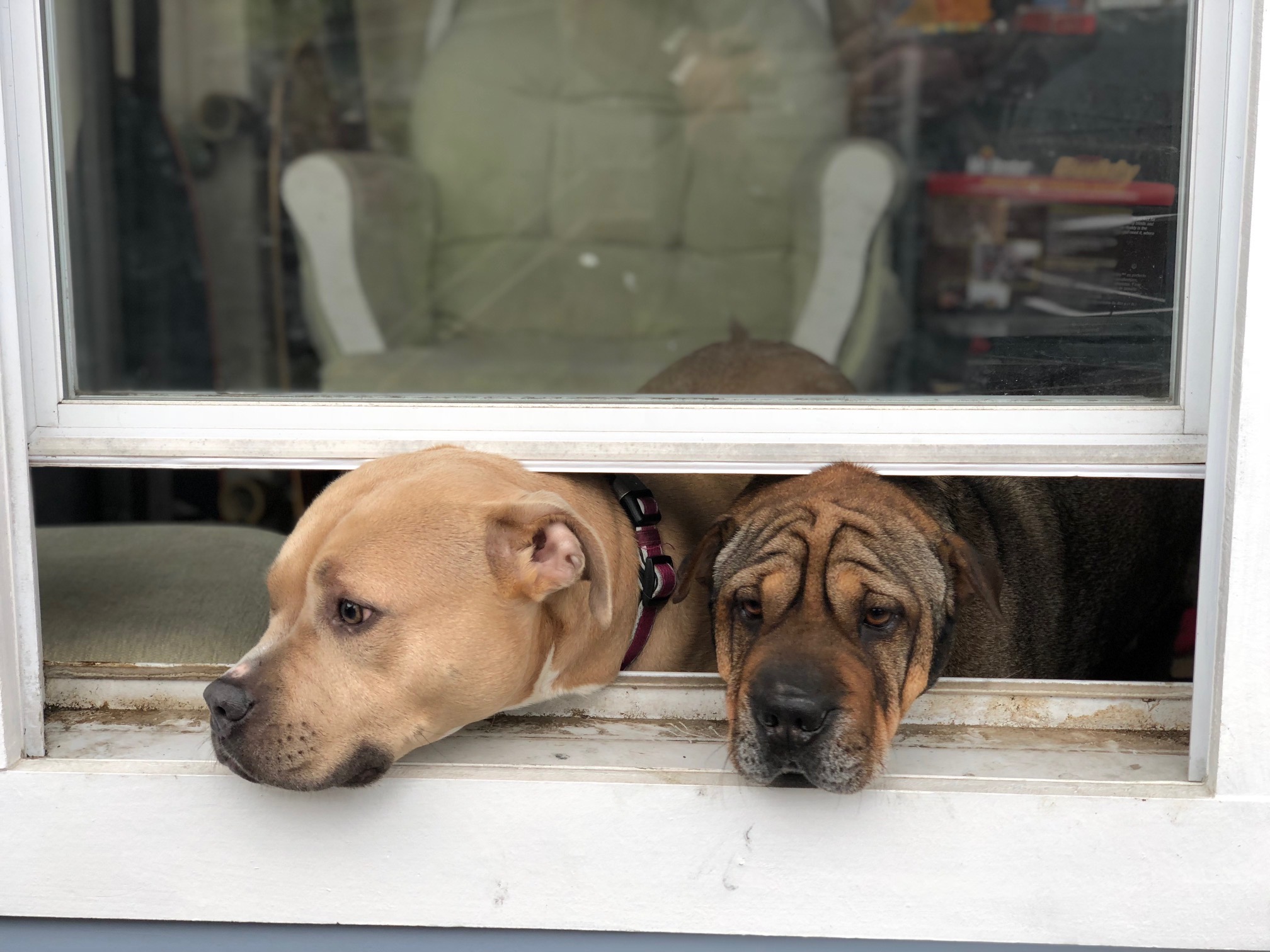 Help Linkin Bark campaign photo, 6 of 7