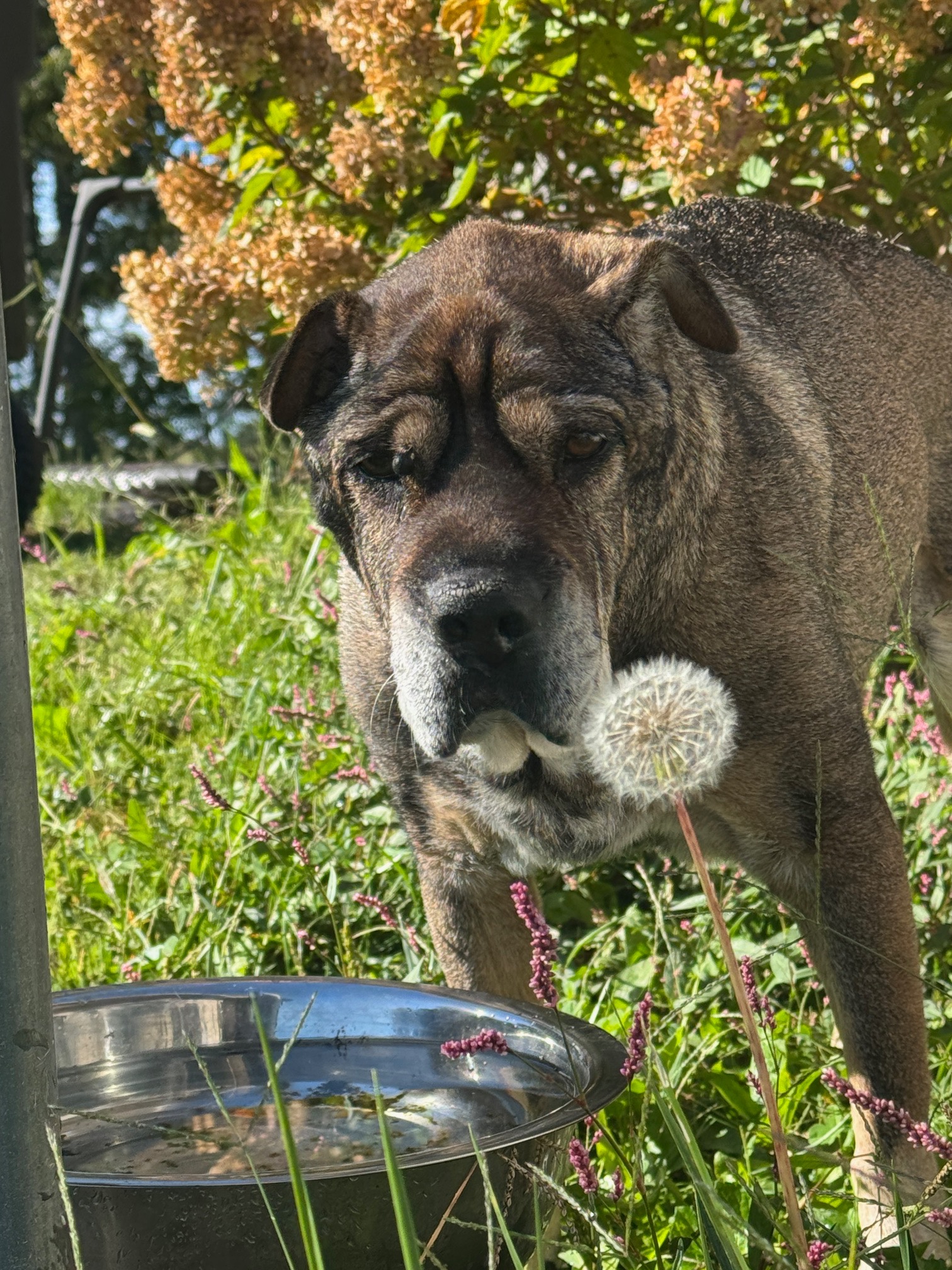 Help Linkin Bark campaign photo, 5 of 7