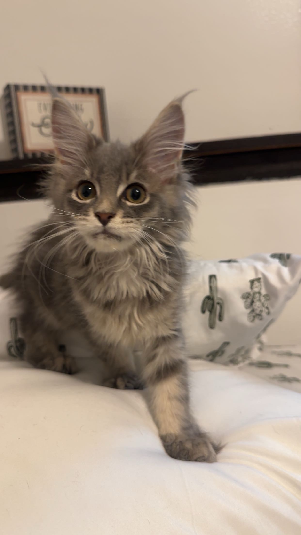 Luna campaign photo, 7 of 8