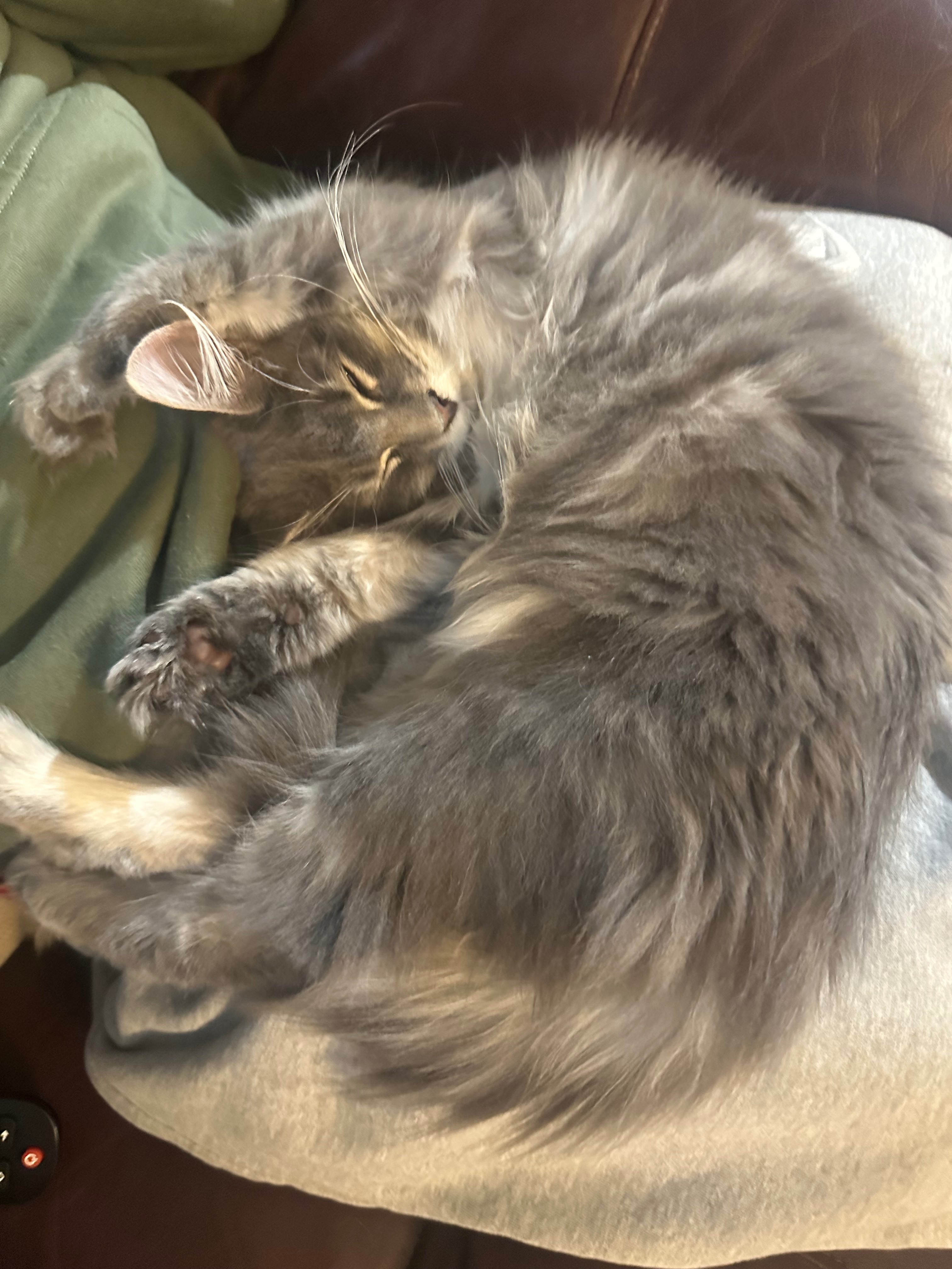 Luna campaign photo, 2 of 8