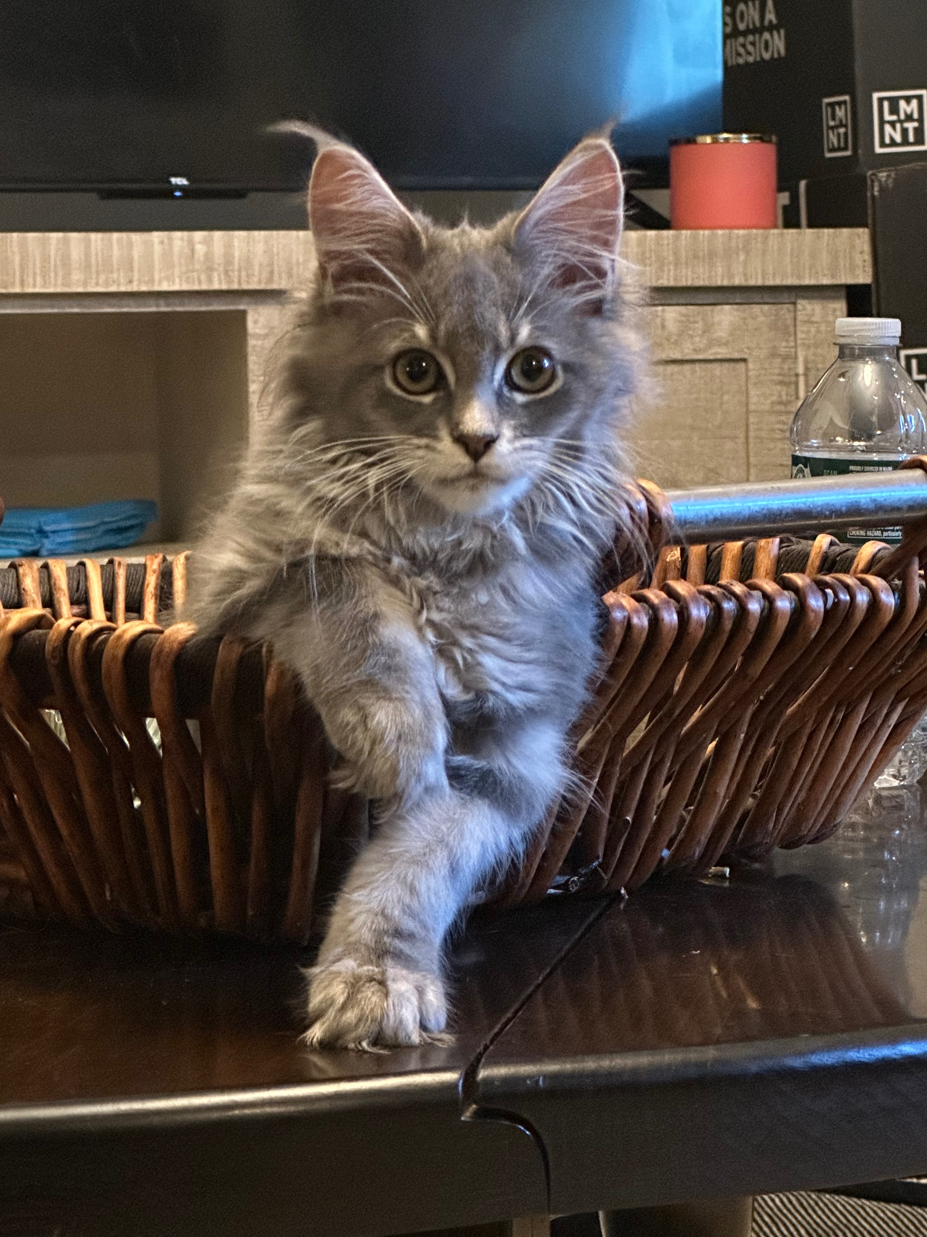 Luna campaign photo, 5 of 8