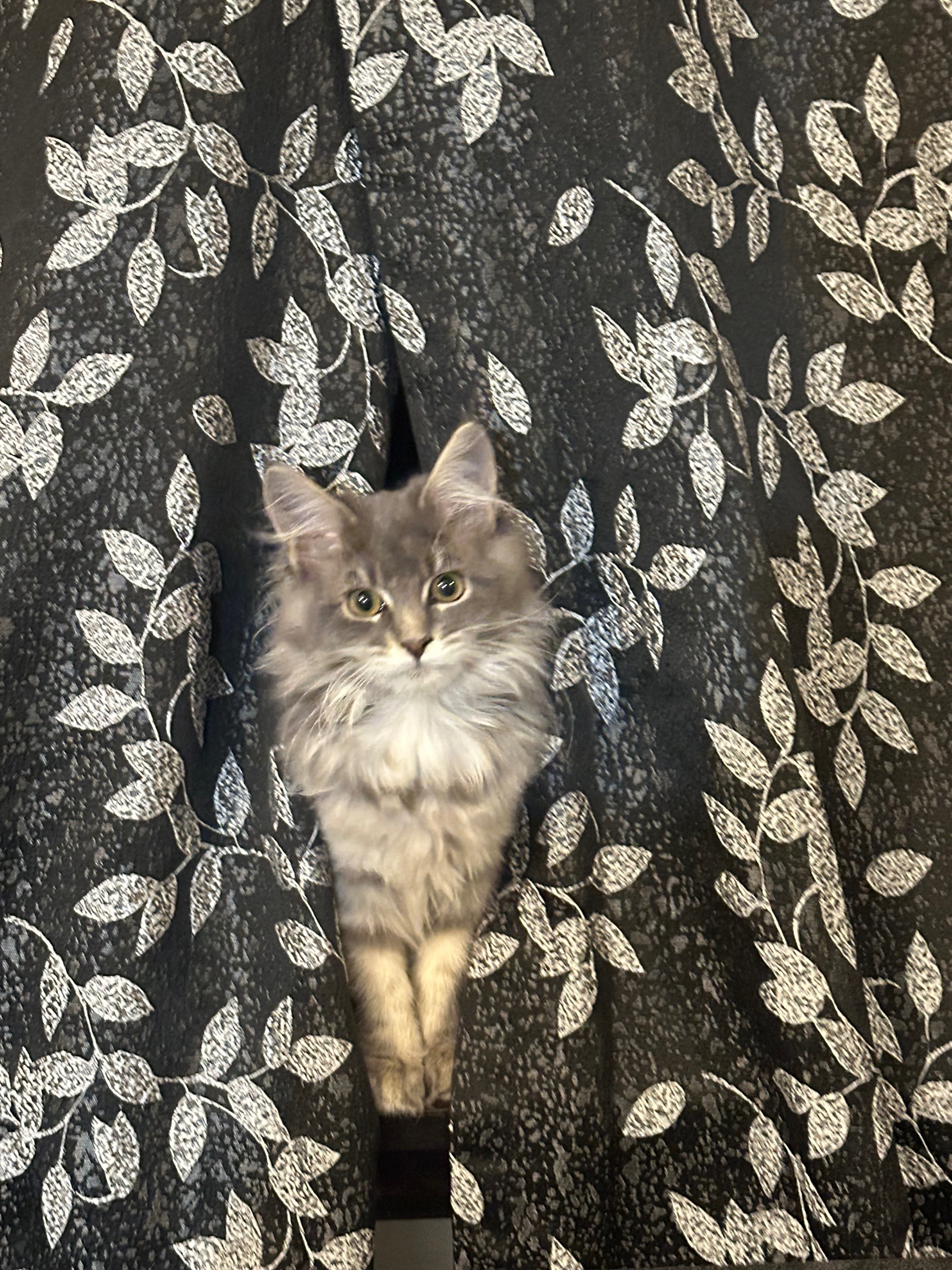 Luna campaign photo, 4 of 8