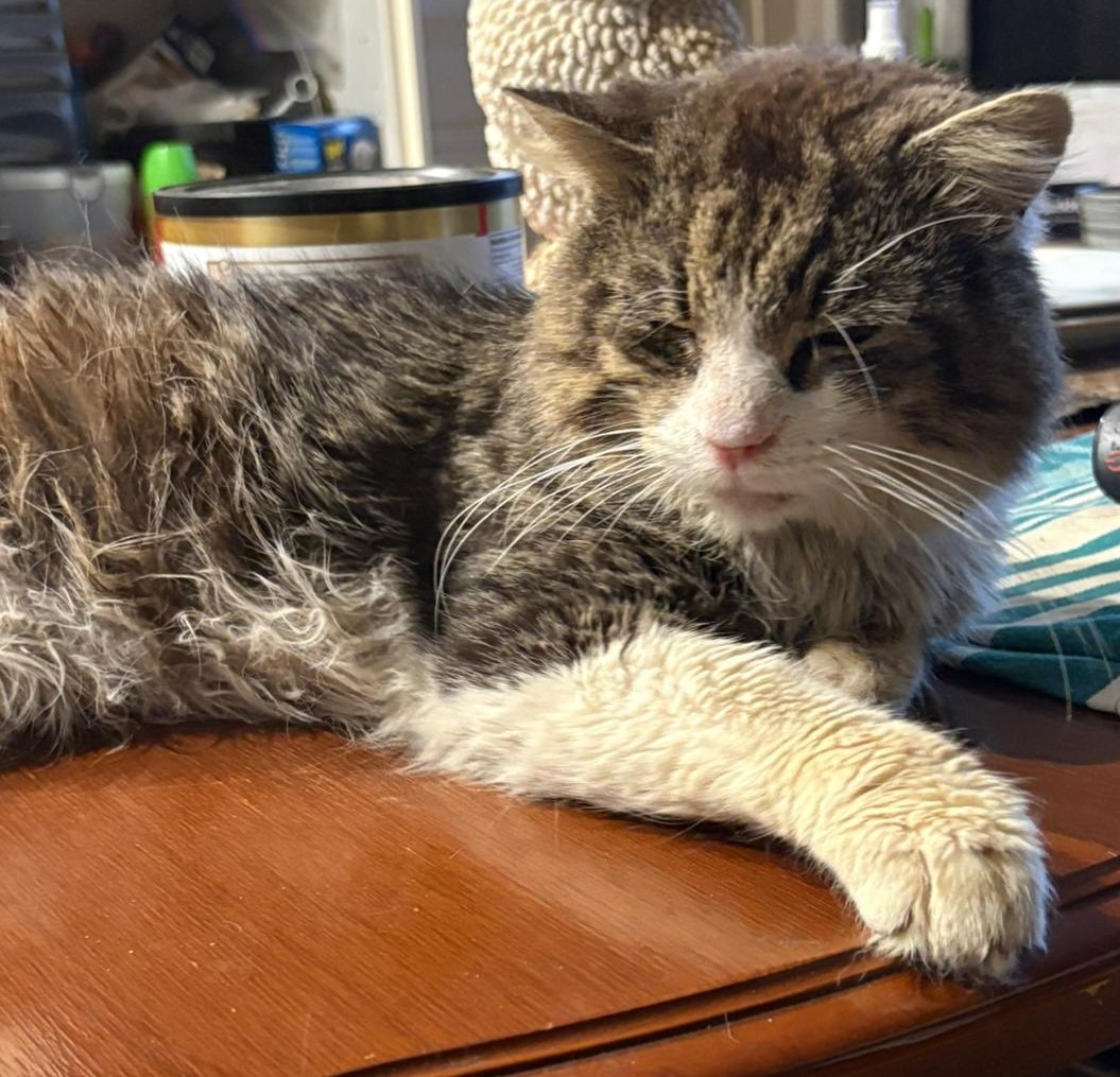 Help a non-kill shelter that saves cats with vet bills campaign photo, 6 of 7