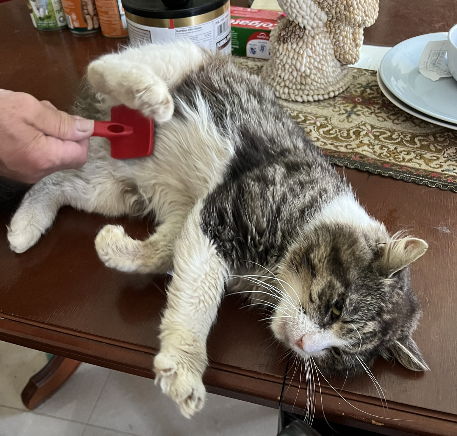 Help a non-kill shelter that saves cats with vet bills campaign photo, 2 of 7