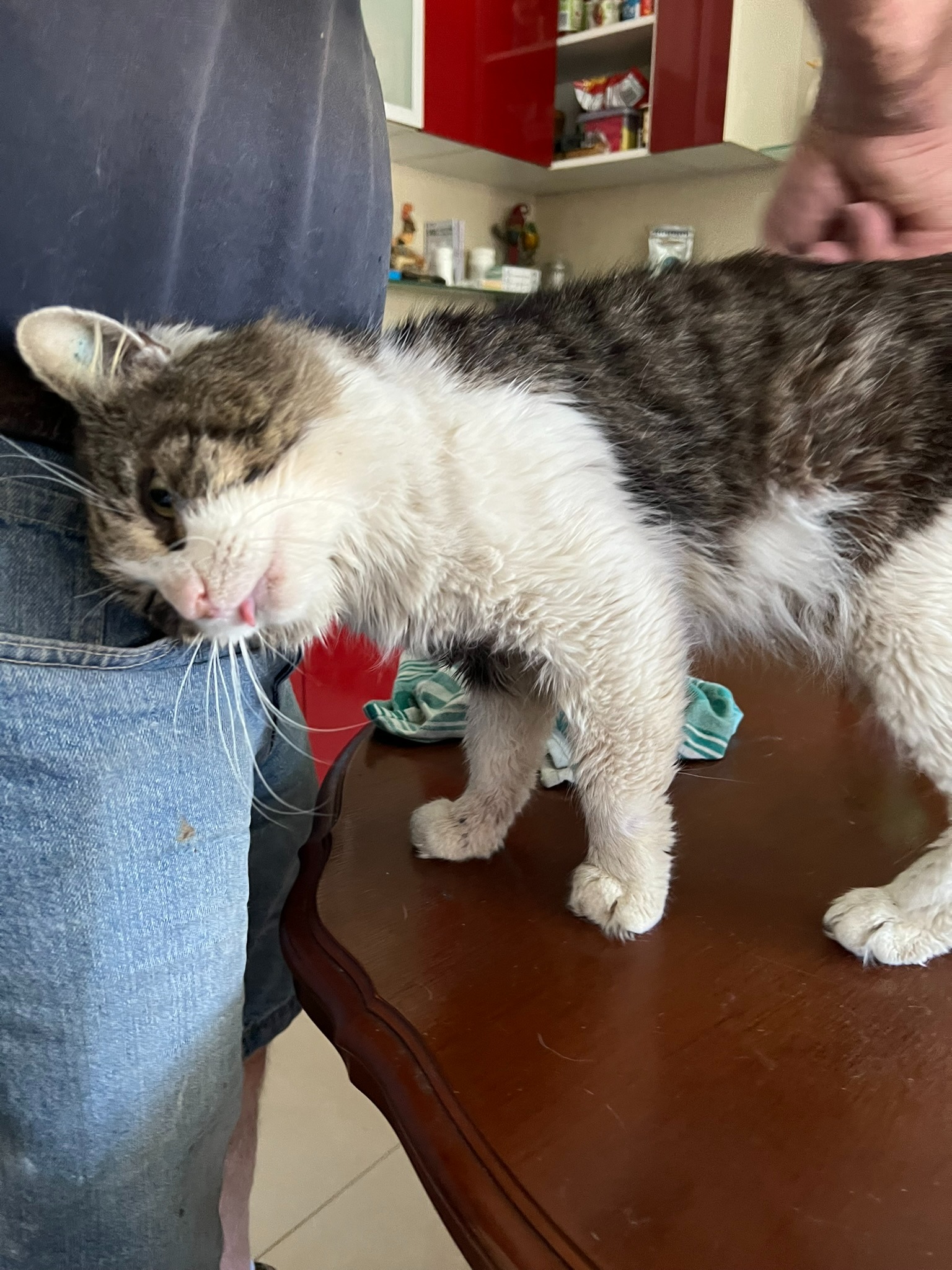 Help a non-kill shelter that saves cats with vet bills campaign photo, 4 of 7