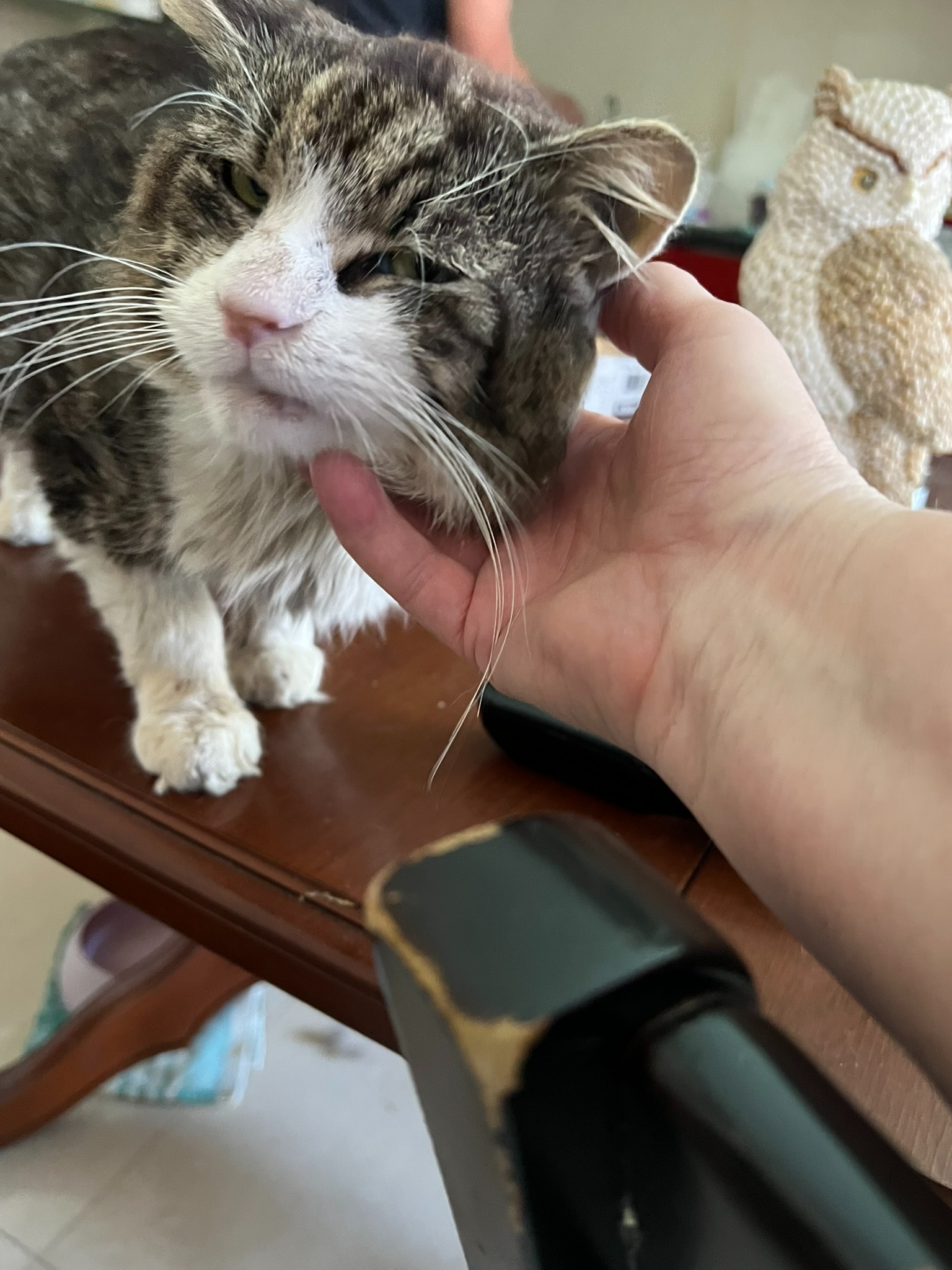 Help a non-kill shelter that saves cats with vet bills campaign photo, 5 of 7