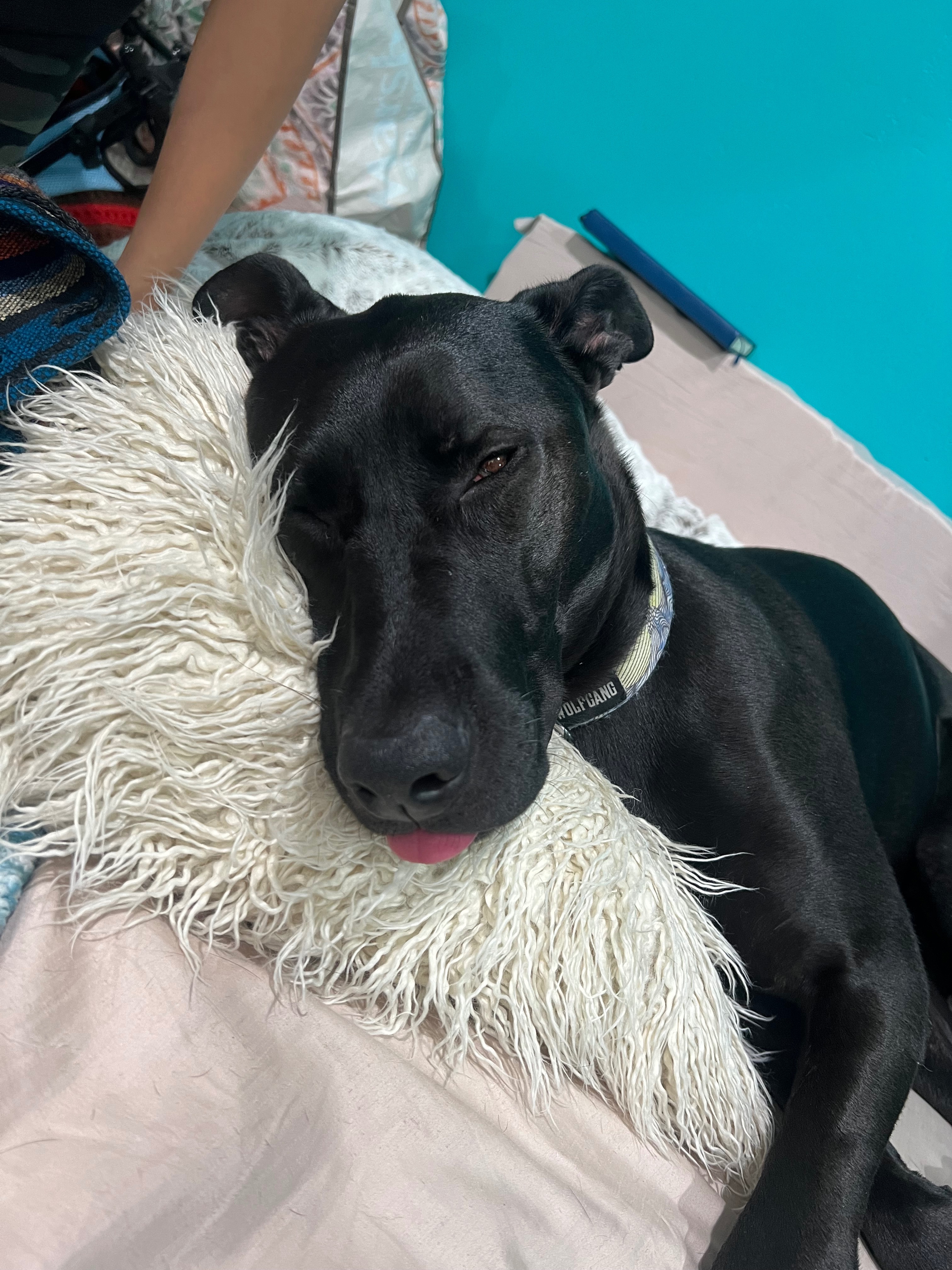 Help Winona Get Her ACL Surgery campaign photo, 2 of 8
