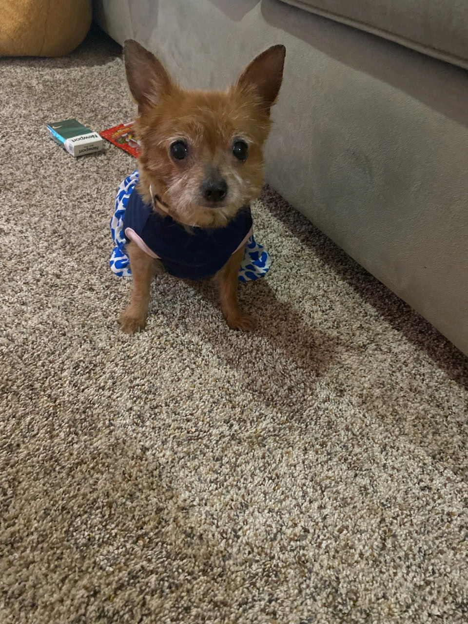 To get boo bear back to her owner. campaign photo, 4 of 5