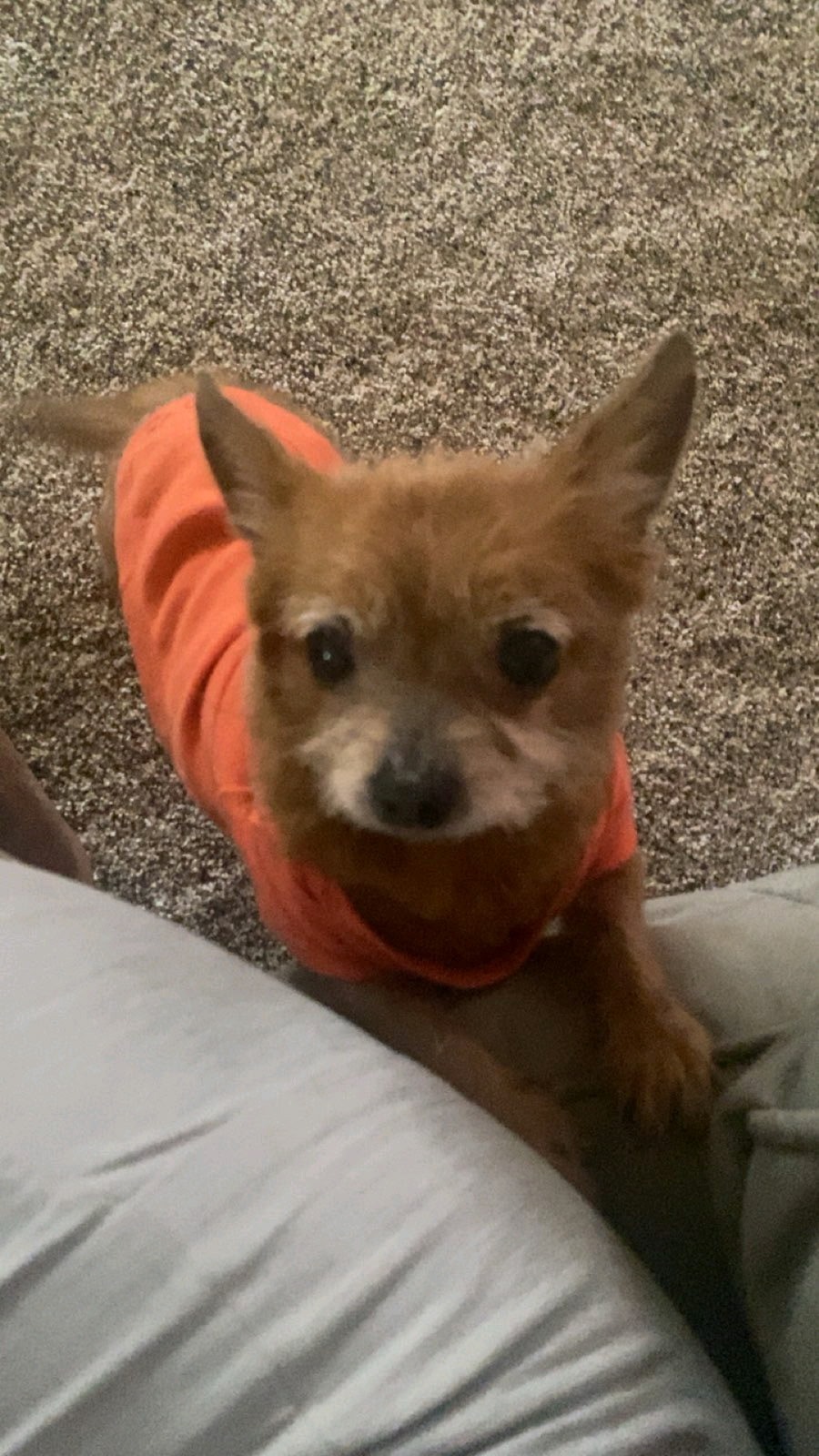To get boo bear back to her owner. campaign photo, 2 of 5