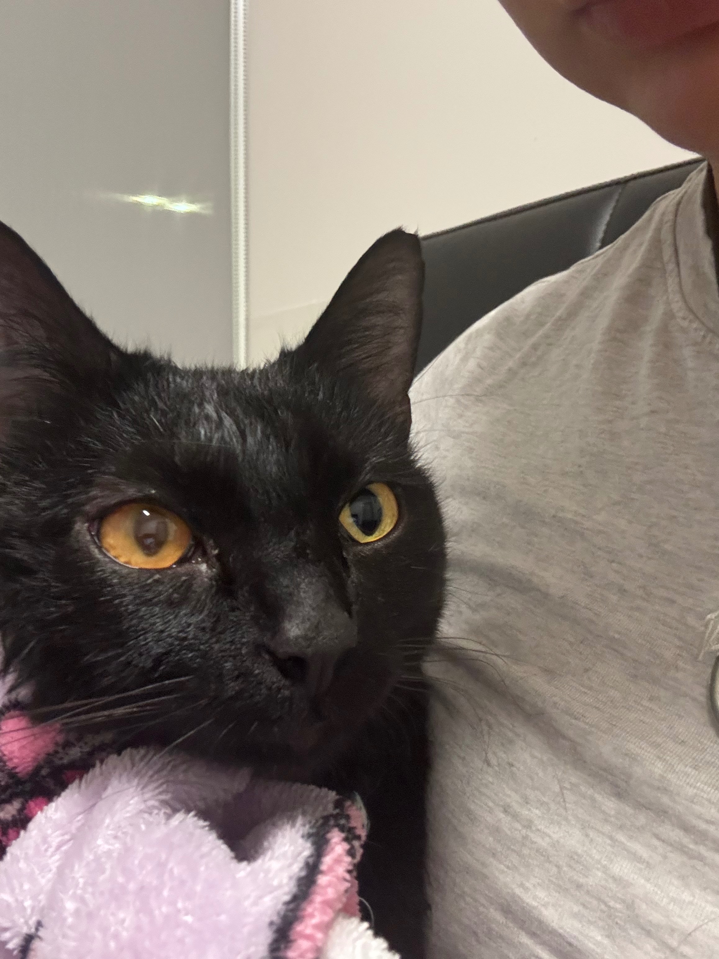 Support Seraphina's Emergency Vet Care campaign photo, 2 of 5