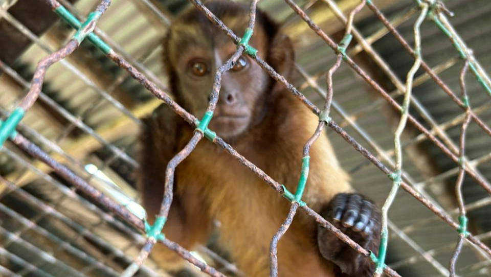 Help de Dieren van de Dierentuin in Suriname photo