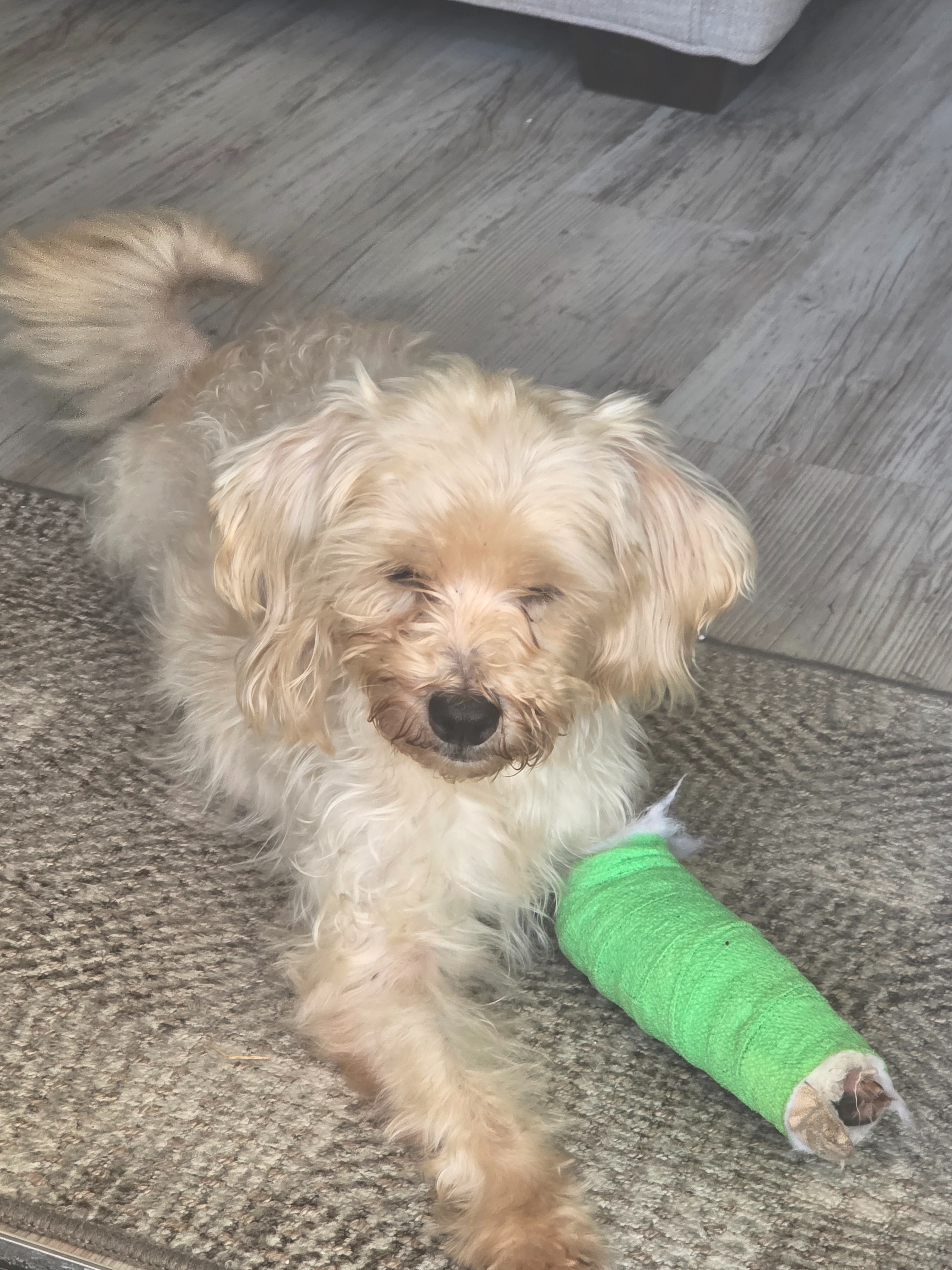 Help Gracie with her broken leg campaign photo, 4 of 5
