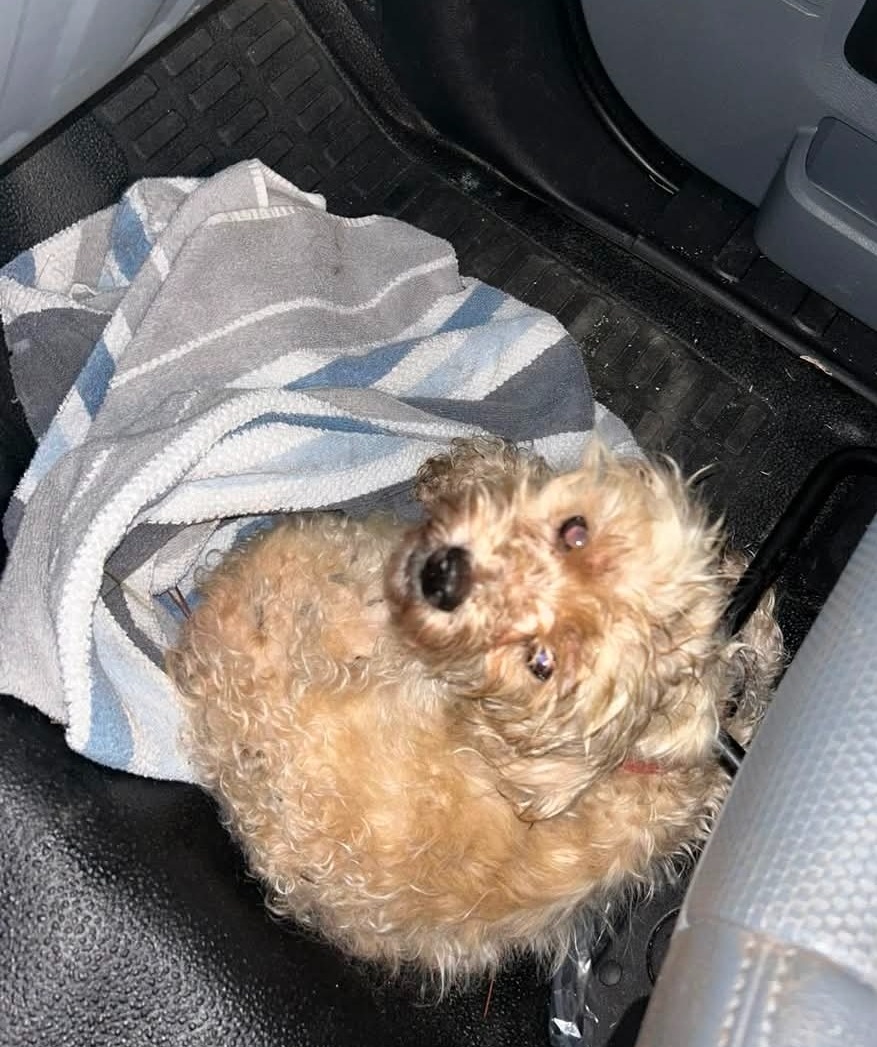 Help Gracie with her broken leg campaign photo, 2 of 5
