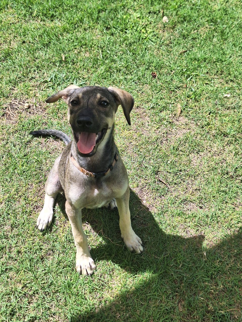 Help Luna fly home to love campaign photo, 4 of 8