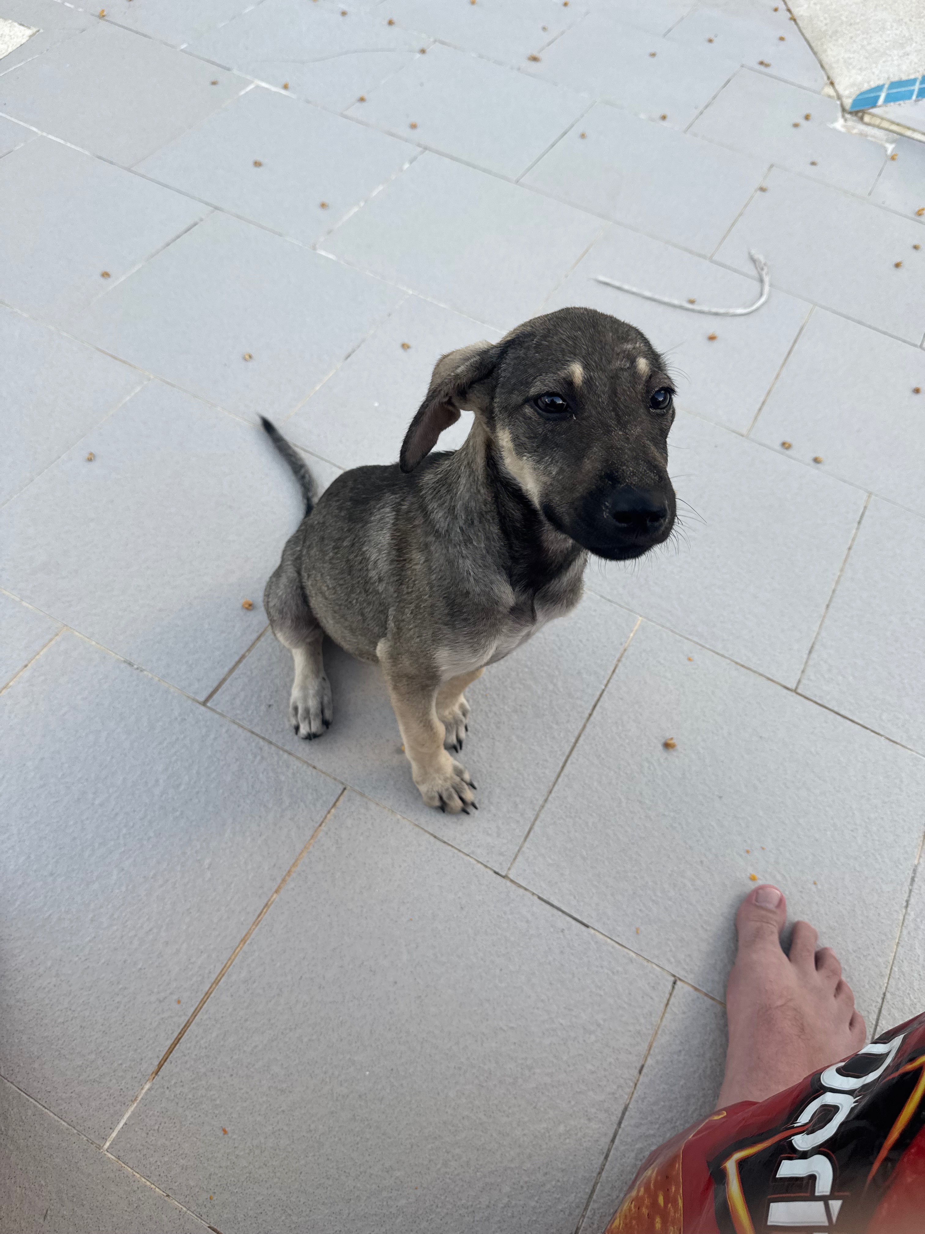 Help Luna fly home to love campaign photo, 6 of 8