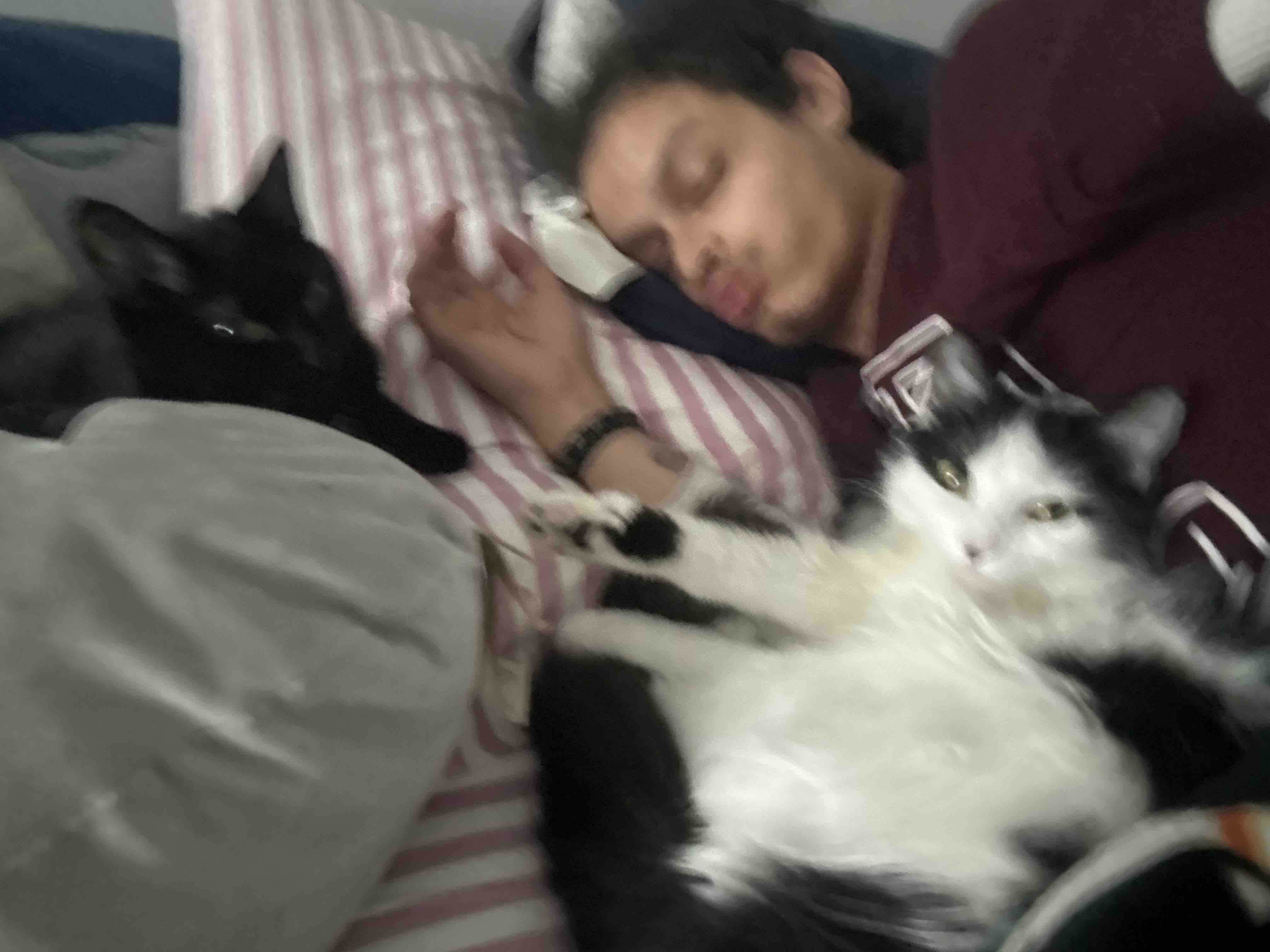 Help me and my cat have a roof over our head campaign photo, 5 of 7