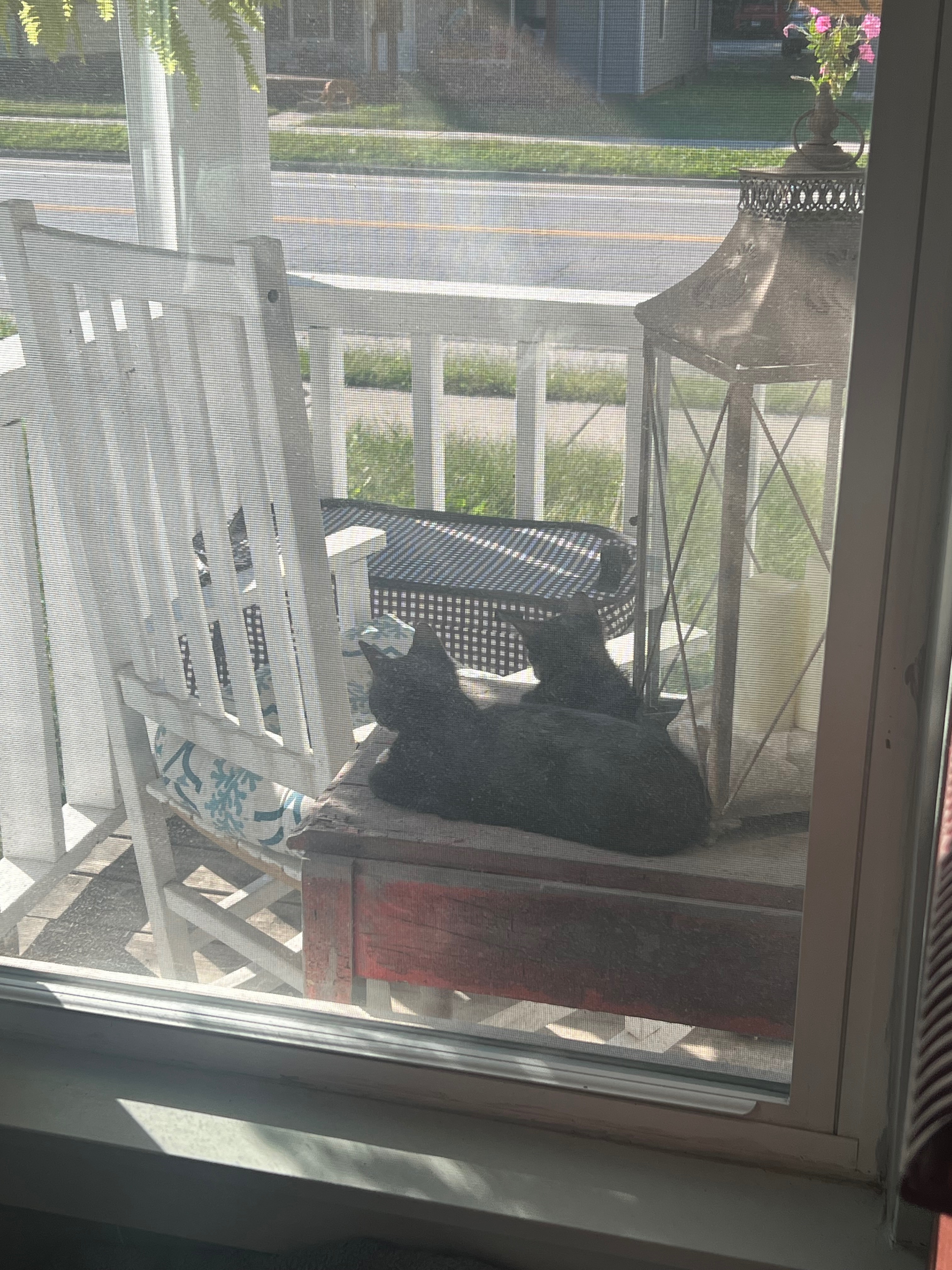 Help me support these community cats! campaign photo, 7 of 8