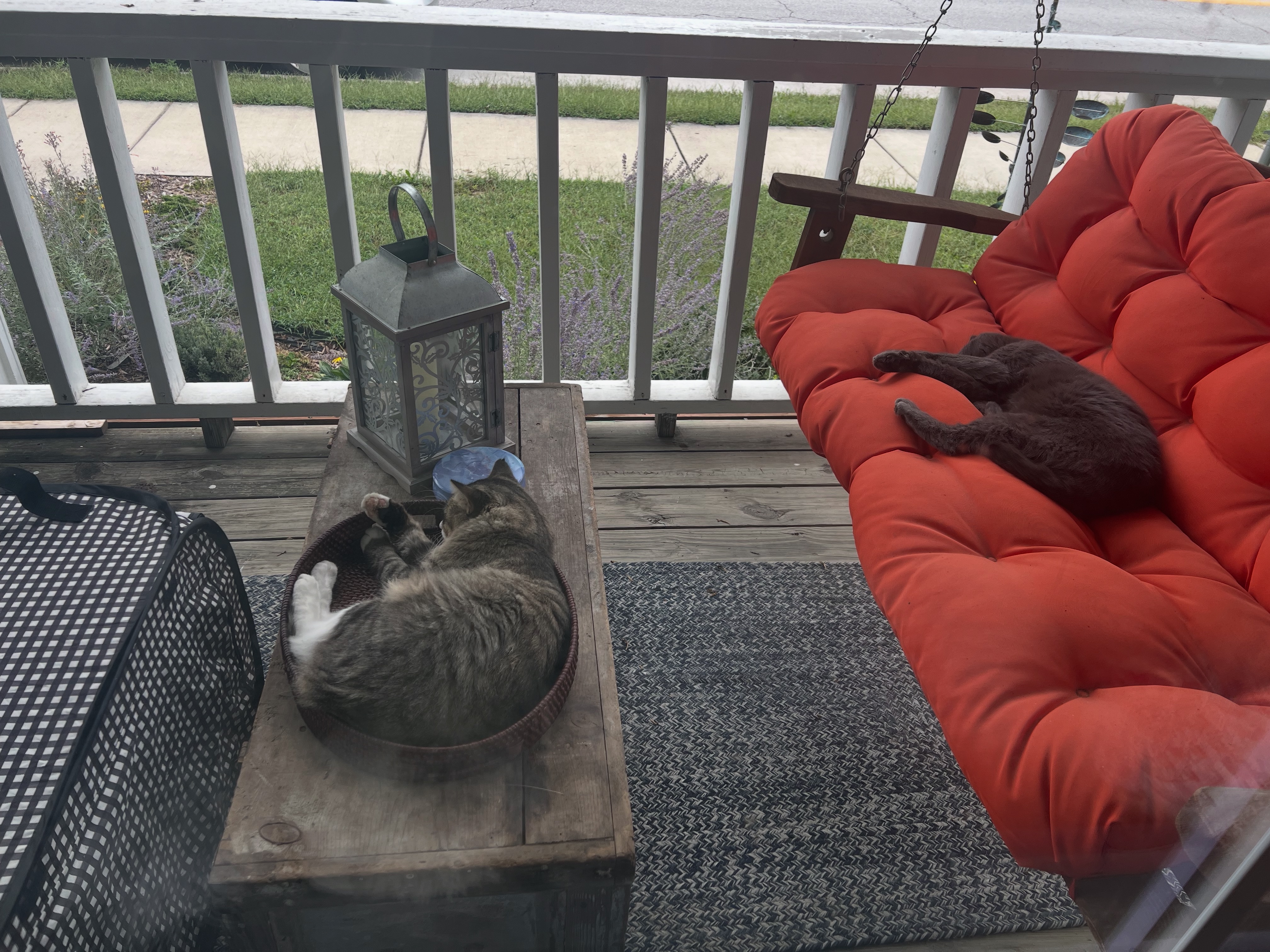 Help me support these community cats! campaign photo, 2 of 8