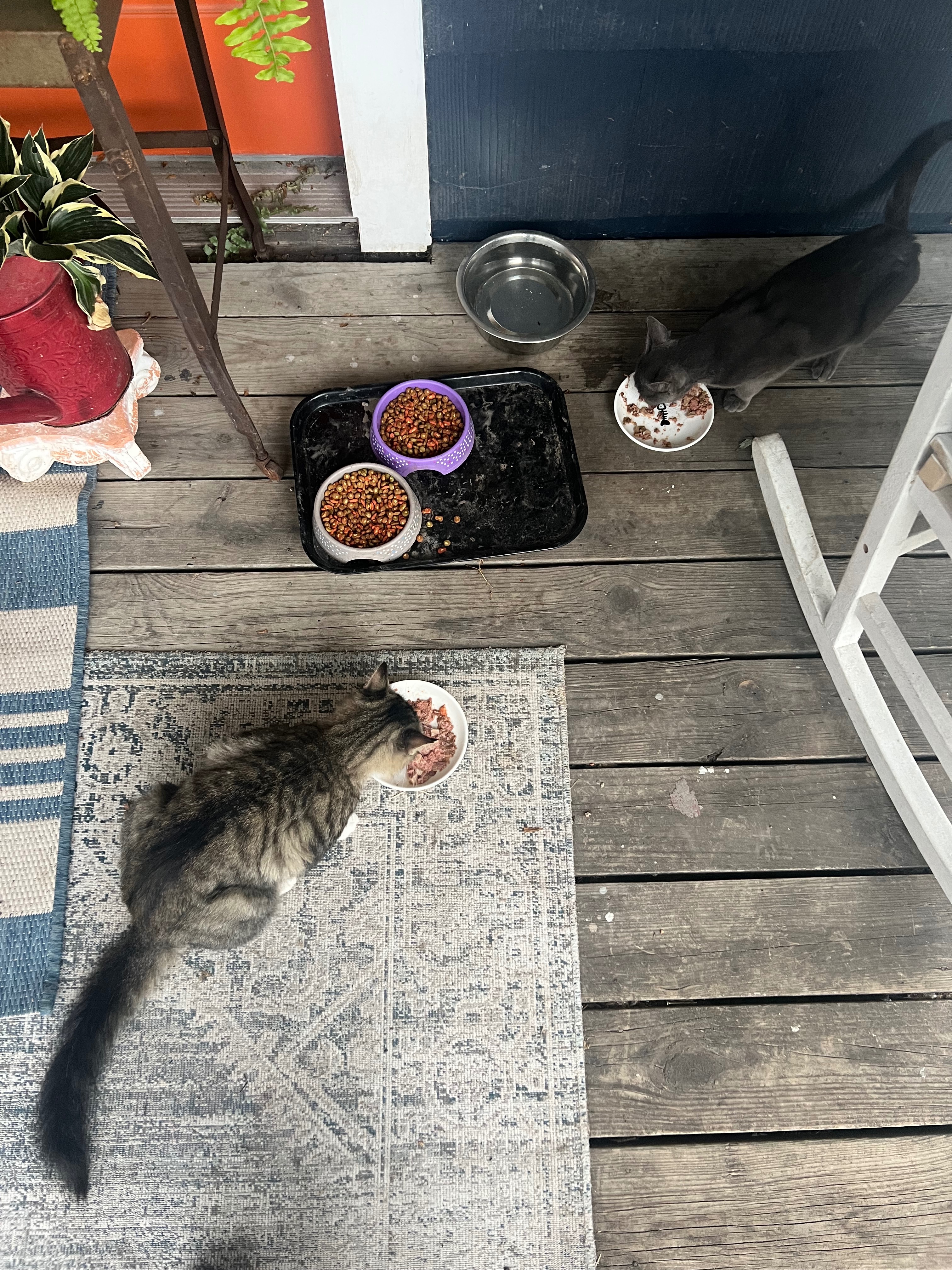 Help me support these community cats! campaign photo, 4 of 8