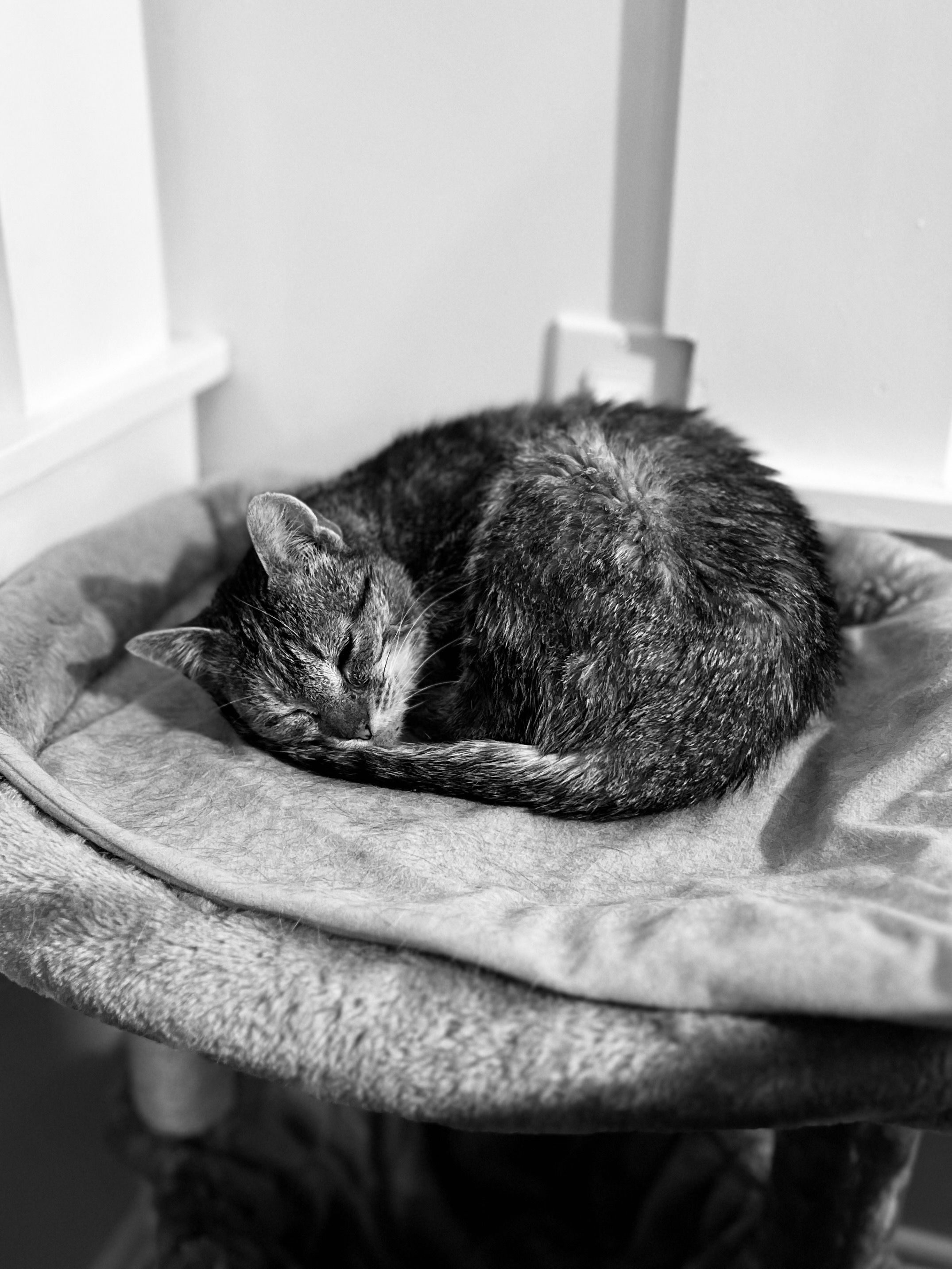 Help me support these community cats! campaign photo, 5 of 8