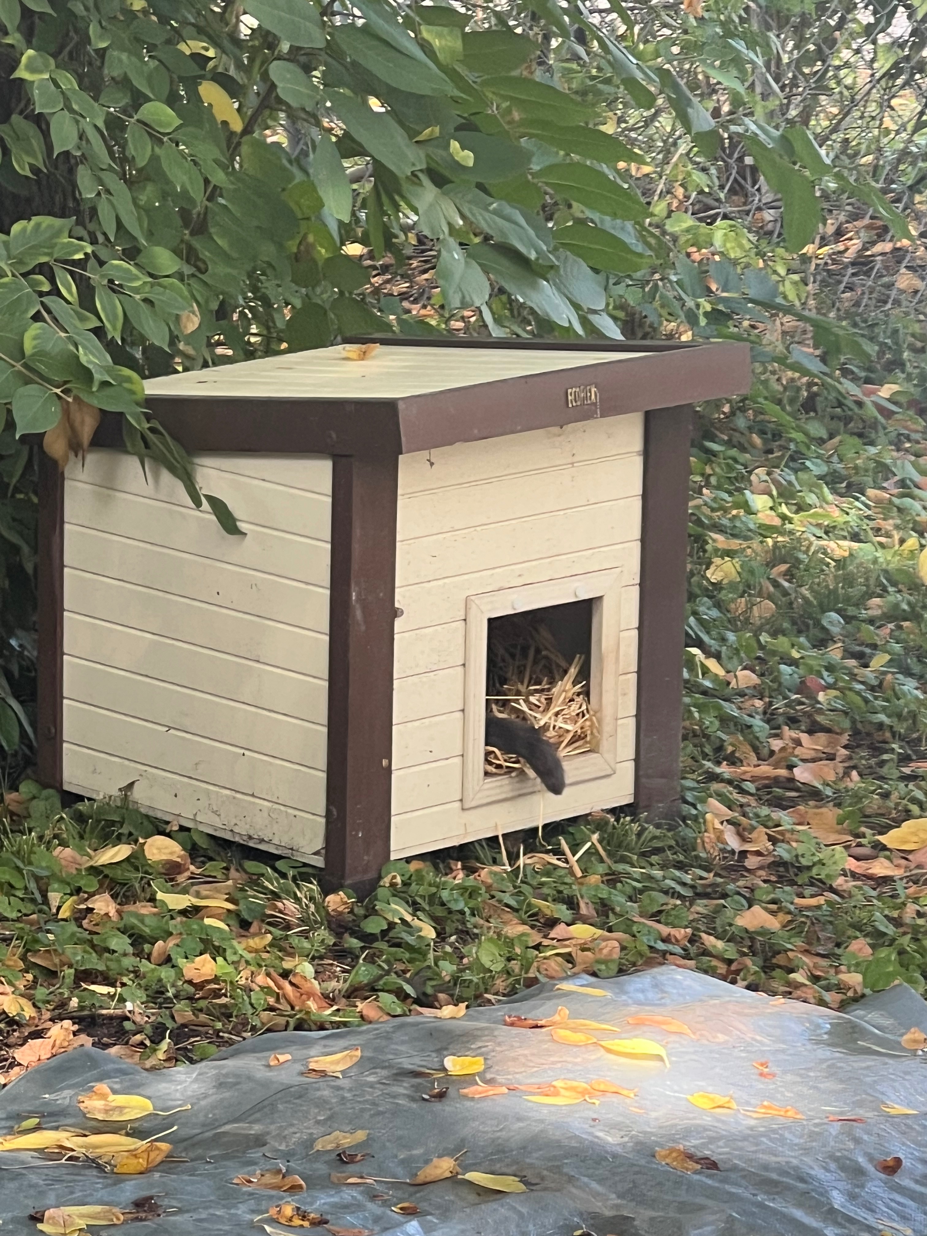 Help me support these community cats! campaign photo, 6 of 8