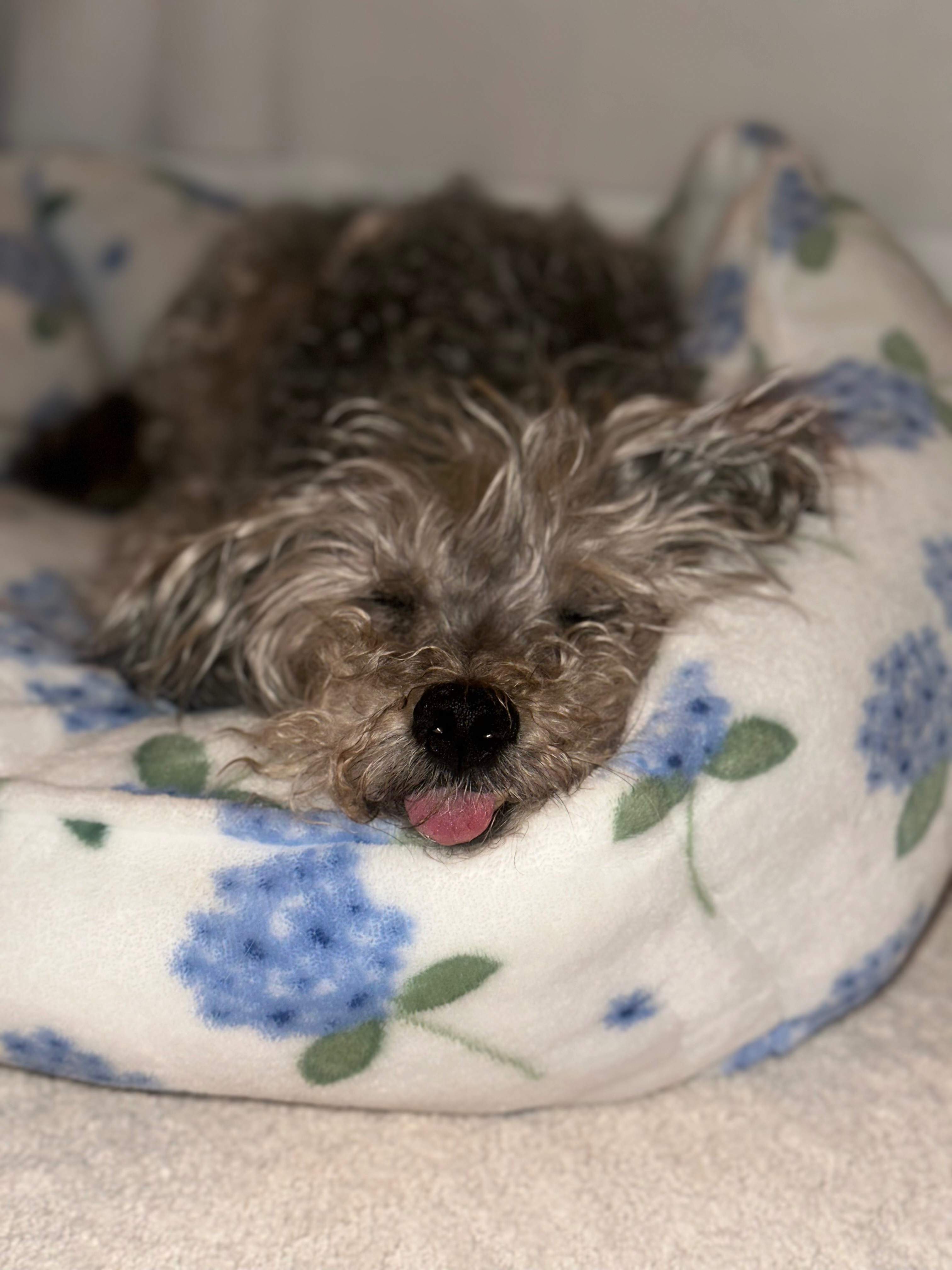 Help Save 3 Lives — Join Our Special Puppy Group Class campaign photo, 2 of 4
