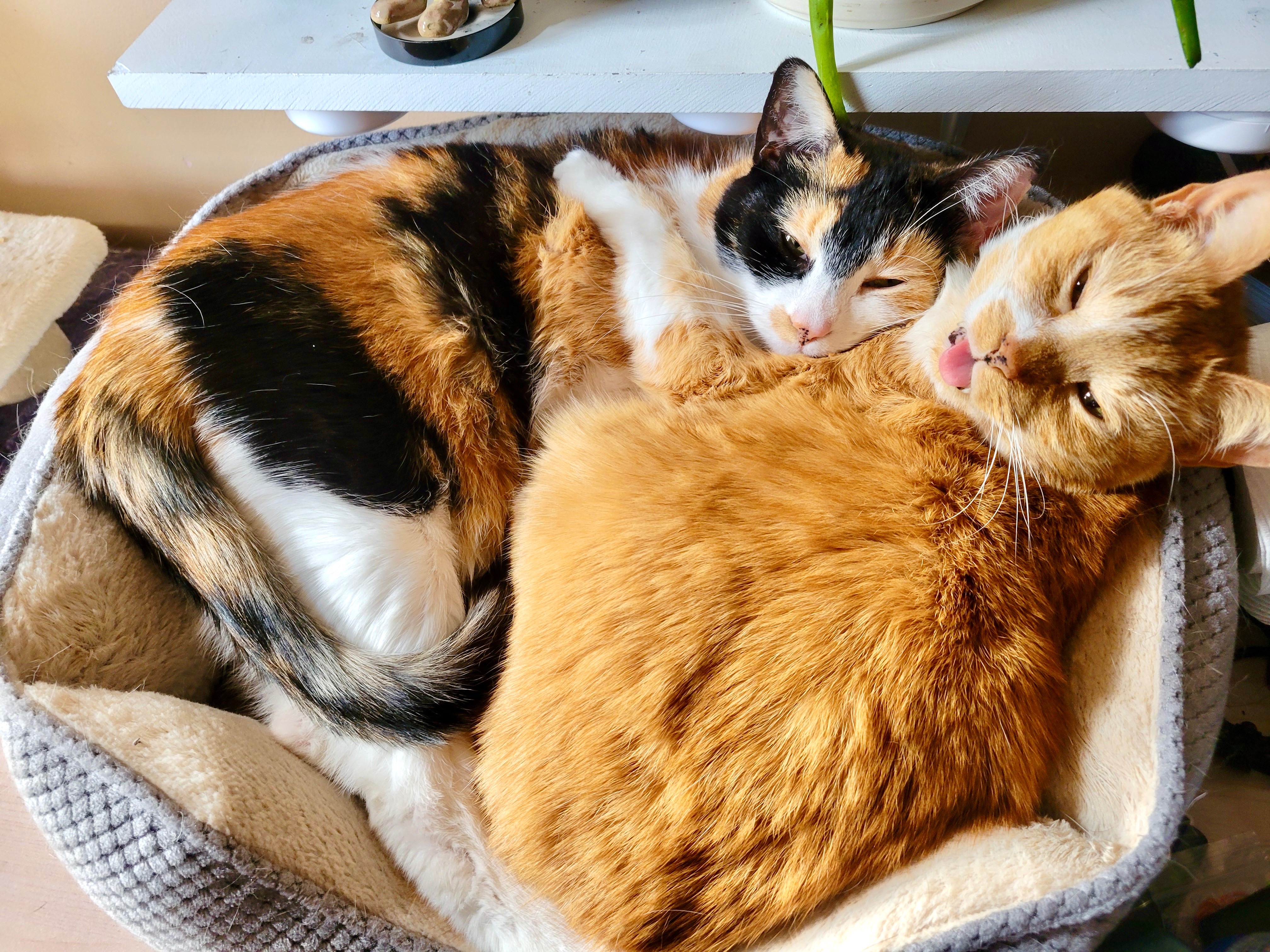 Help Sophie Eat Again: A Life-Saving Surgery campaign photo, 4 of 8