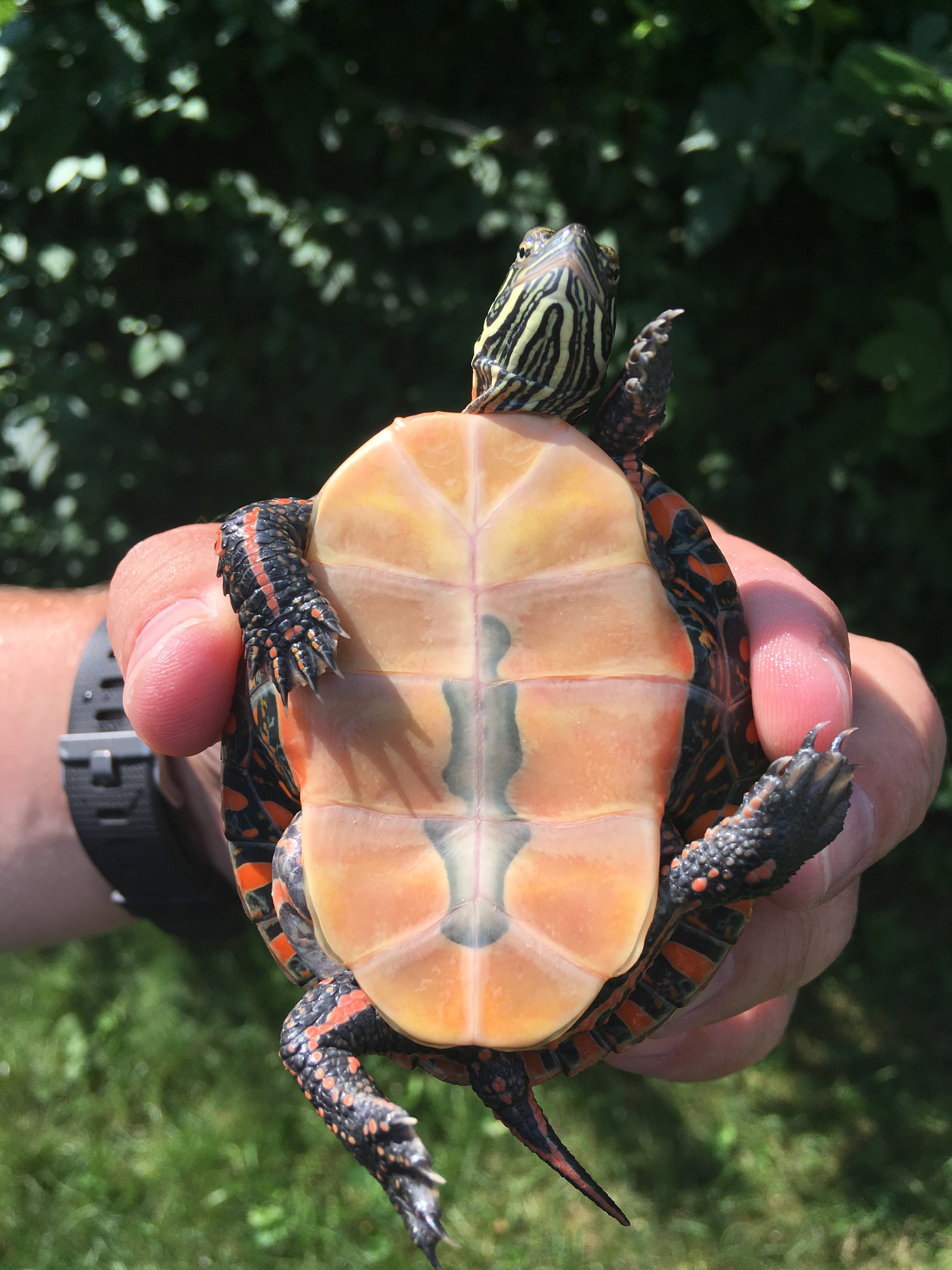 Help the Frogs and Friends Foundation continue their mission campaign photo, 2 of 8