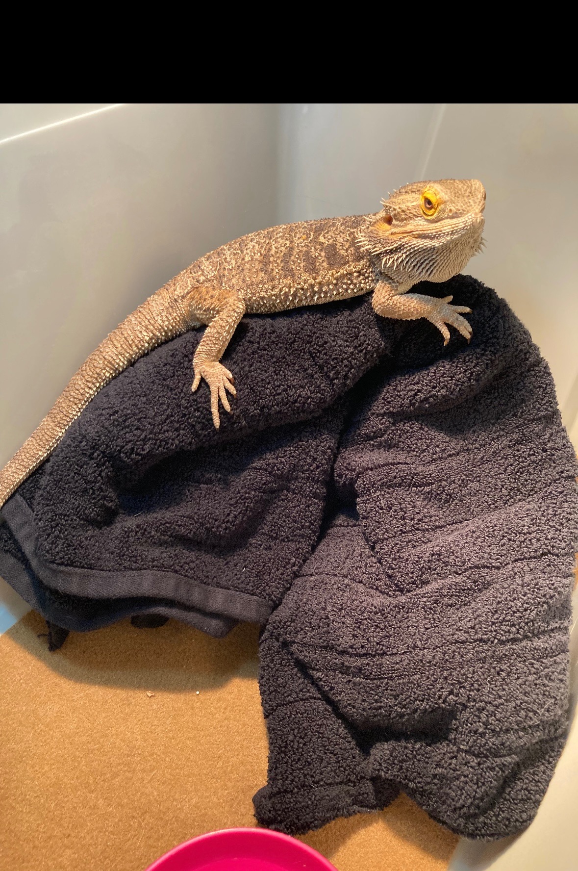 Help the Frogs and Friends Foundation continue their mission campaign photo, 6 of 8