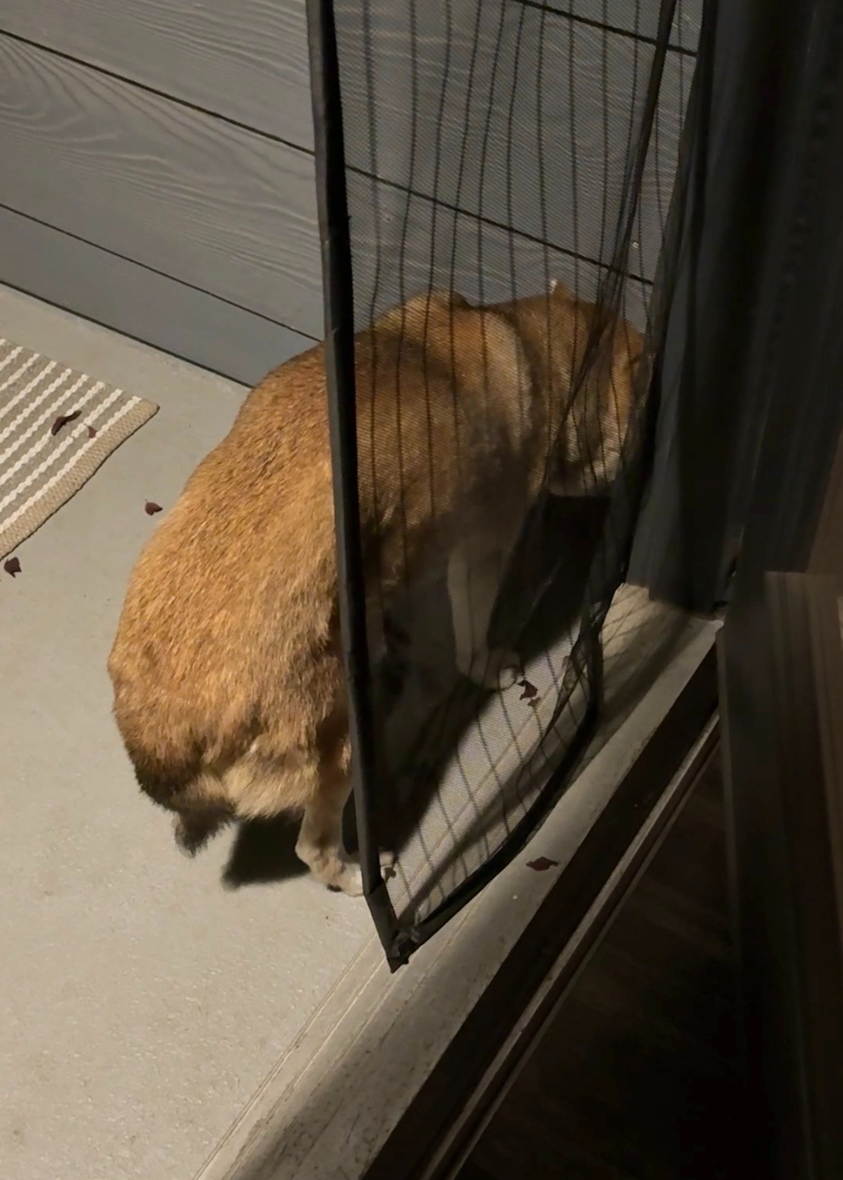 Support Pepper's Recovery and Treatment campaign photo, 2 of 7