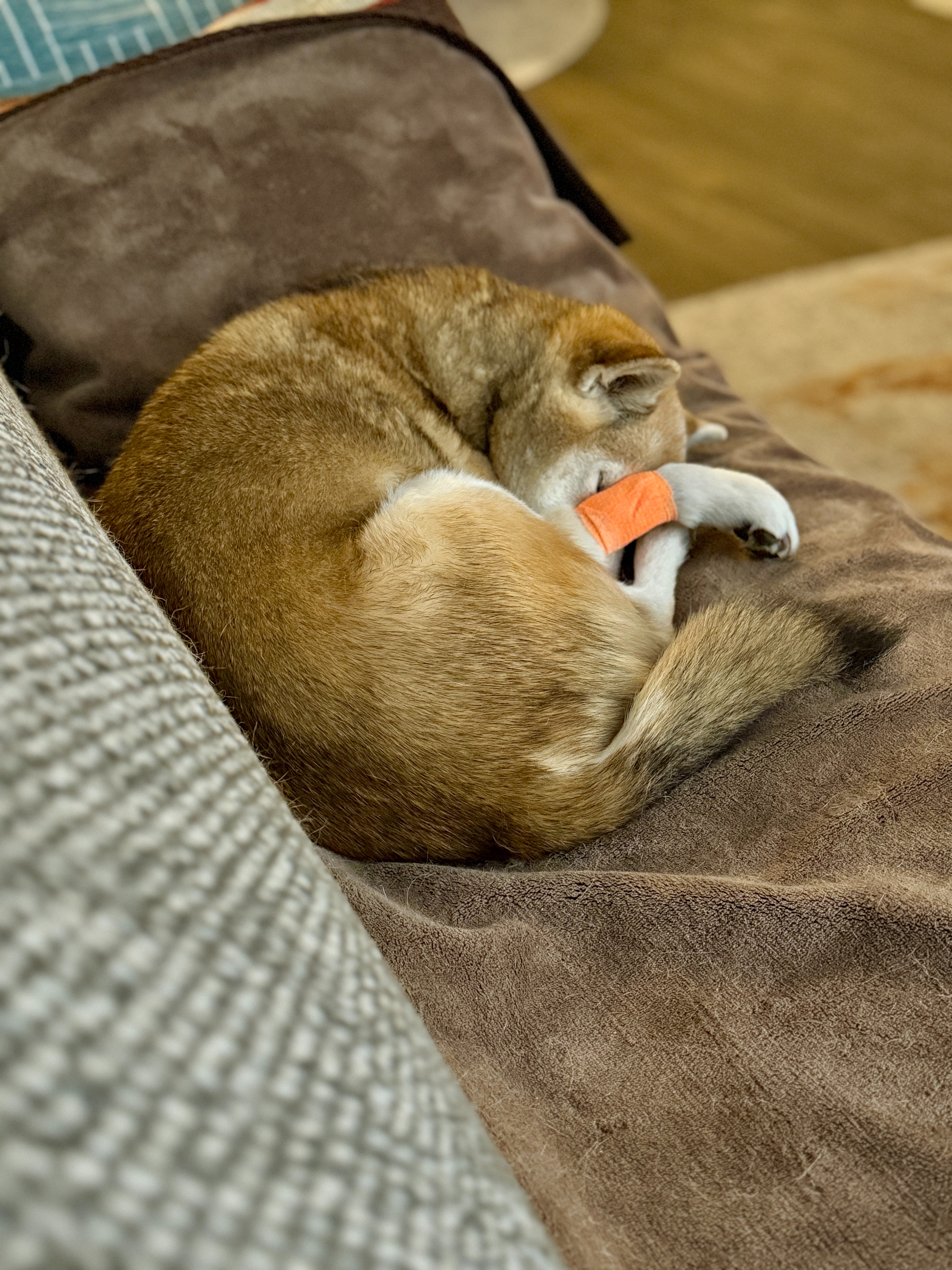 Support Pepper's Recovery and Treatment campaign photo, 4 of 7