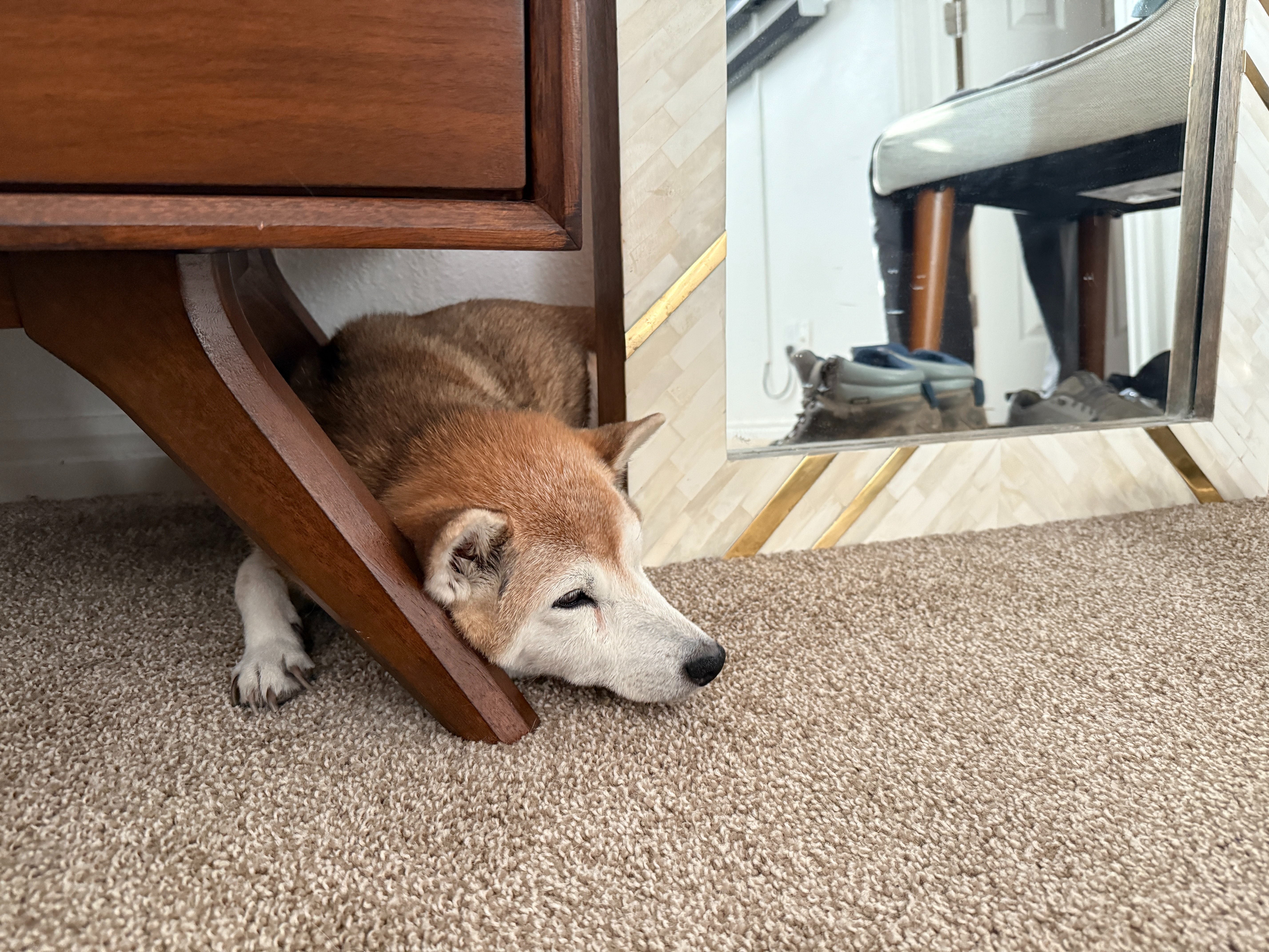 Support Pepper's Recovery and Treatment campaign photo, 5 of 7