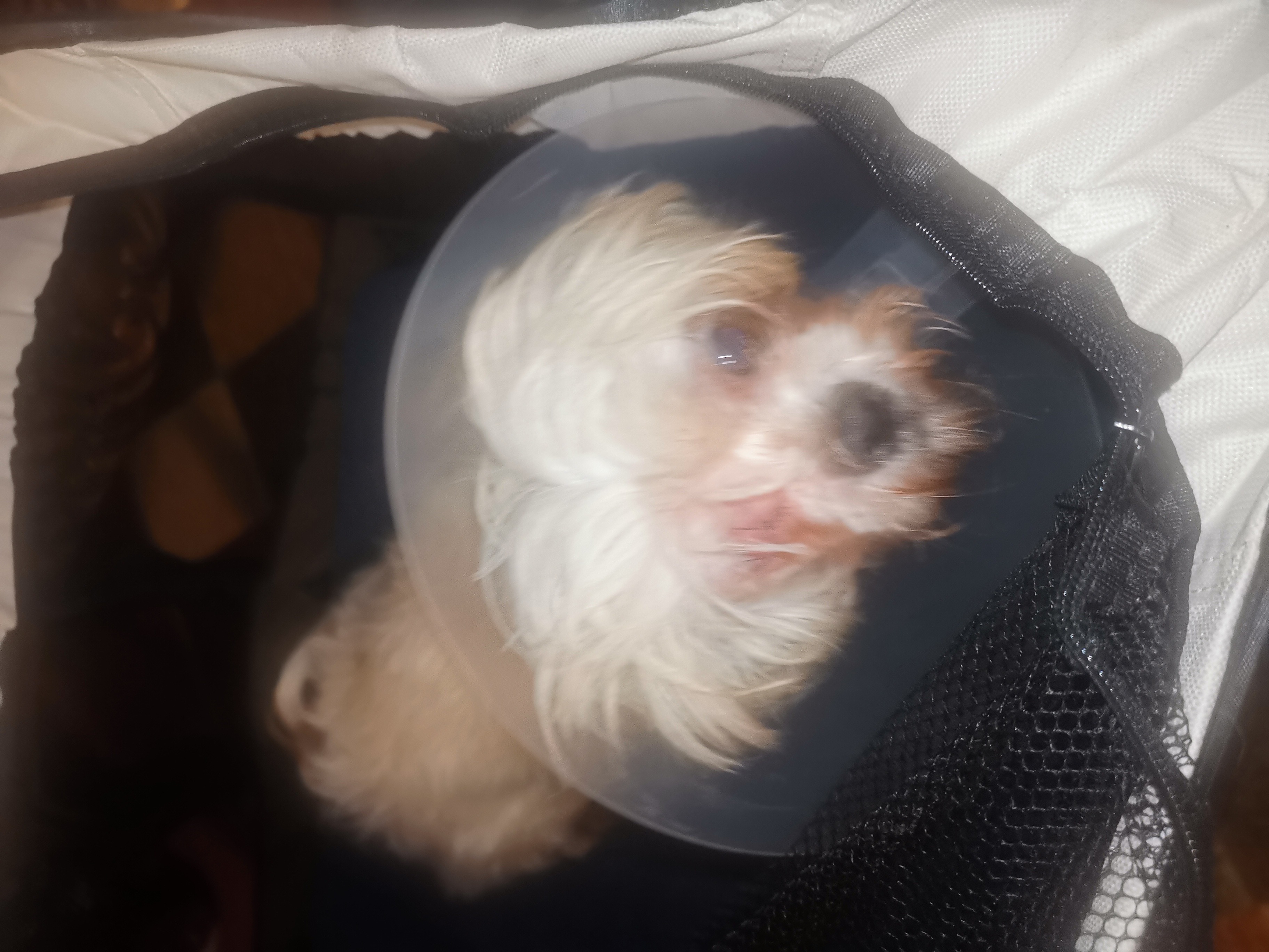 Help with Our sweet Luna's & Choncha pet medical bill campaign photo, 4 of 5