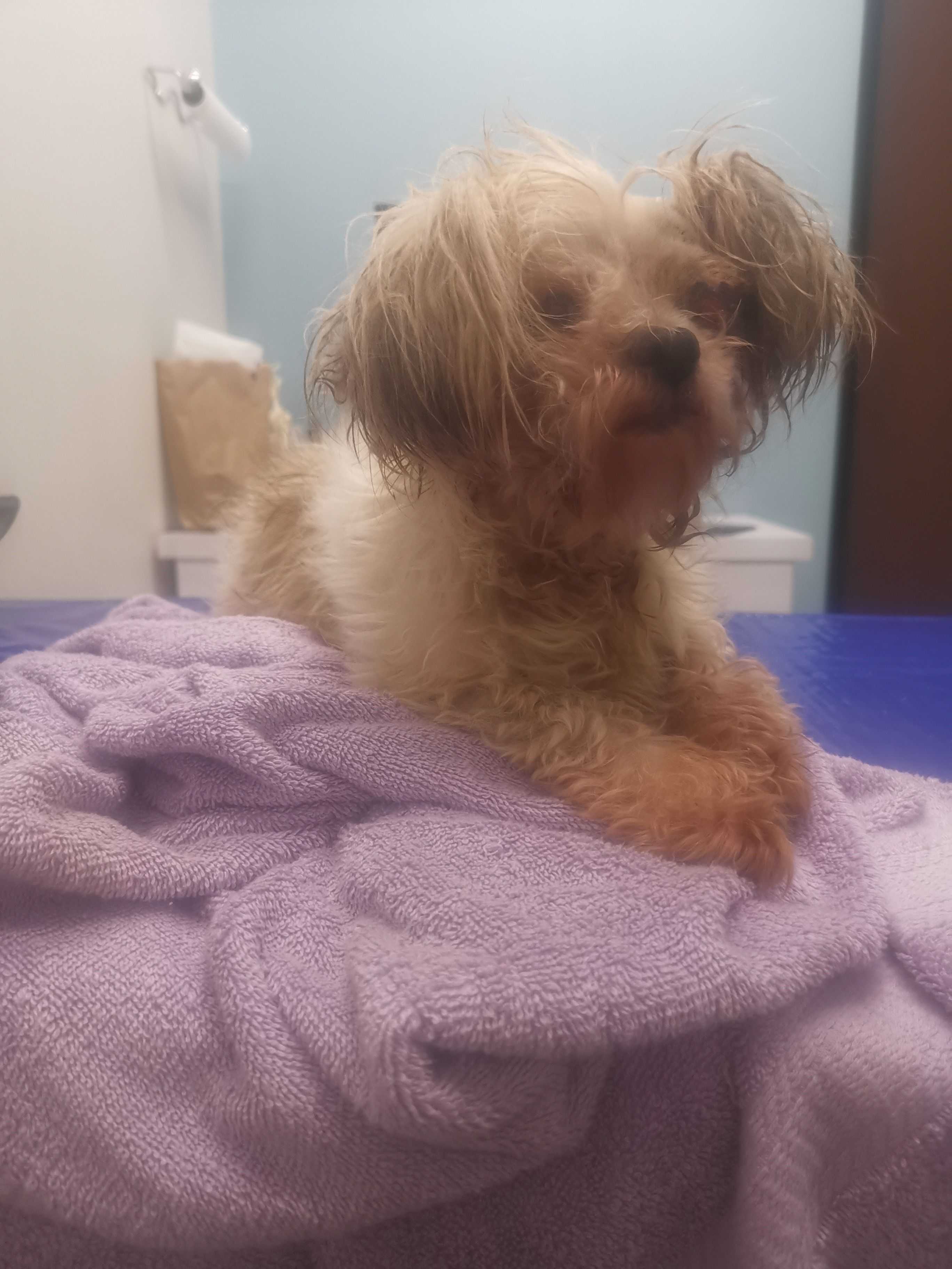 Help with Our sweet Luna's & Choncha pet medical bill campaign photo, 2 of 5