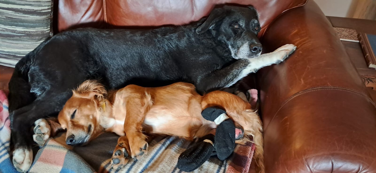 Martin and his adopted dogs campaign photo, 7 of 8