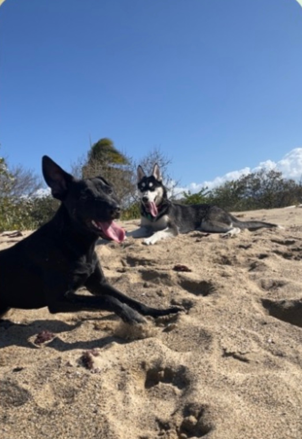 Help Us Give Puerto Rico’s Strays a Forever Home campaign photo, 7 of 8