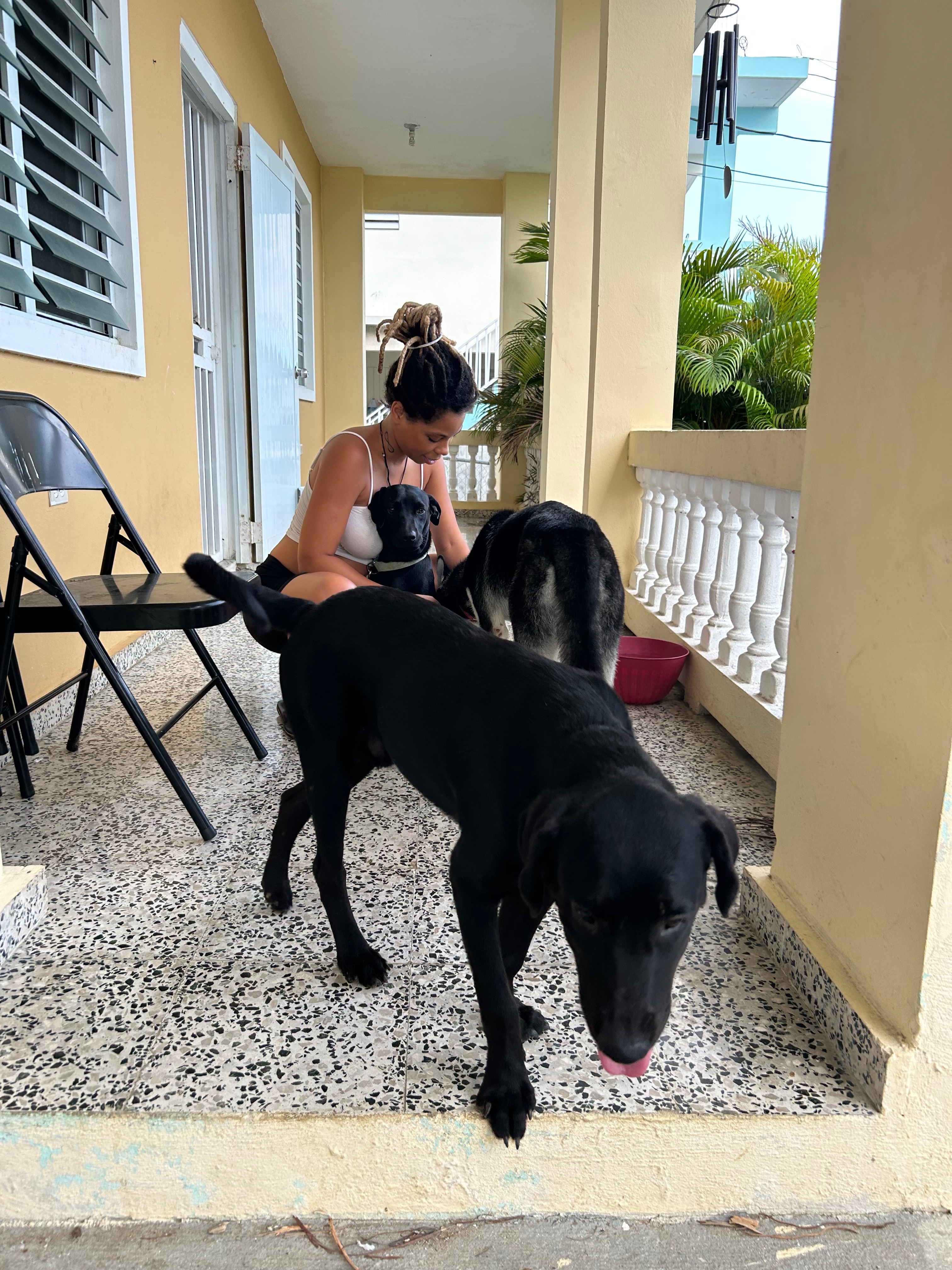 Help Us Give Puerto Rico’s Strays a Forever Home campaign photo, 4 of 8