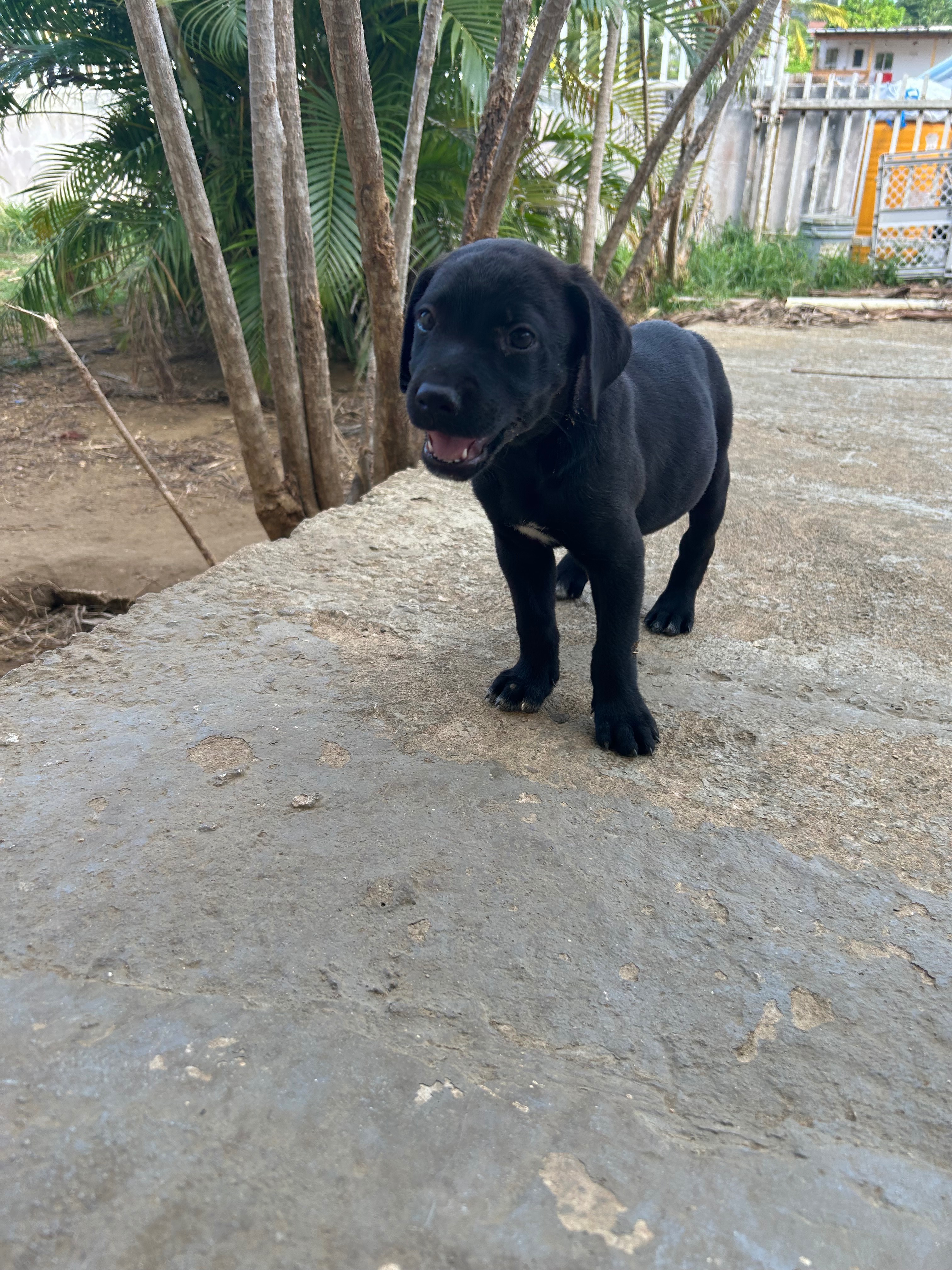 Help Us Give Puerto Rico’s Strays a Forever Home campaign photo, 5 of 8