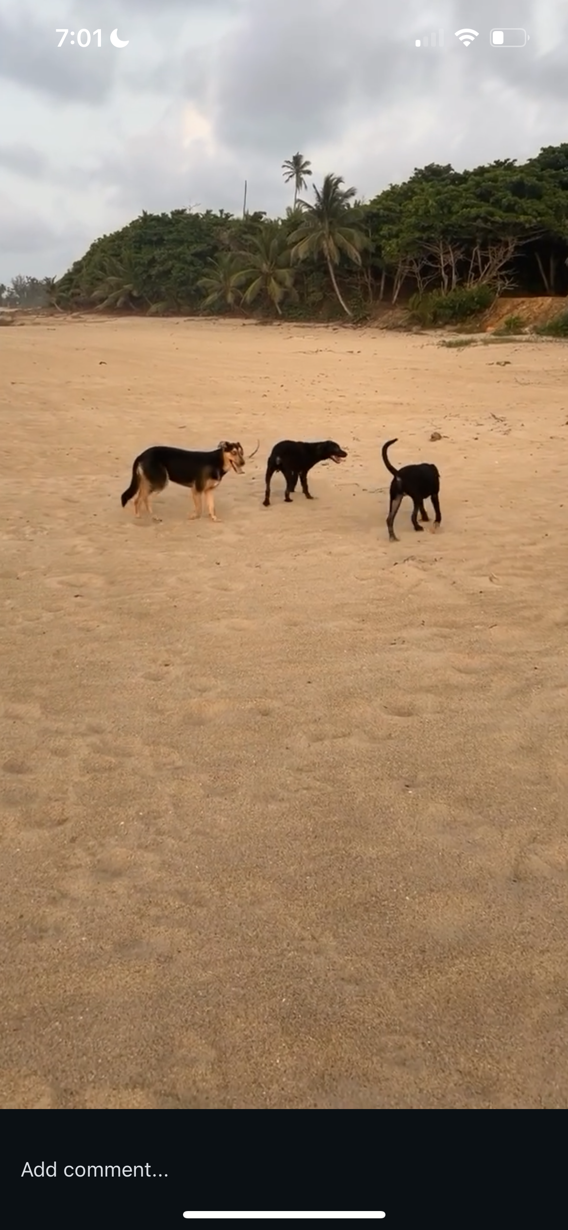 Help Us Give Puerto Rico’s Strays a Forever Home campaign photo, 6 of 8