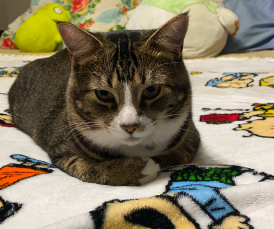 Please help Toast’s Healing Journey campaign photo, 5 of 6