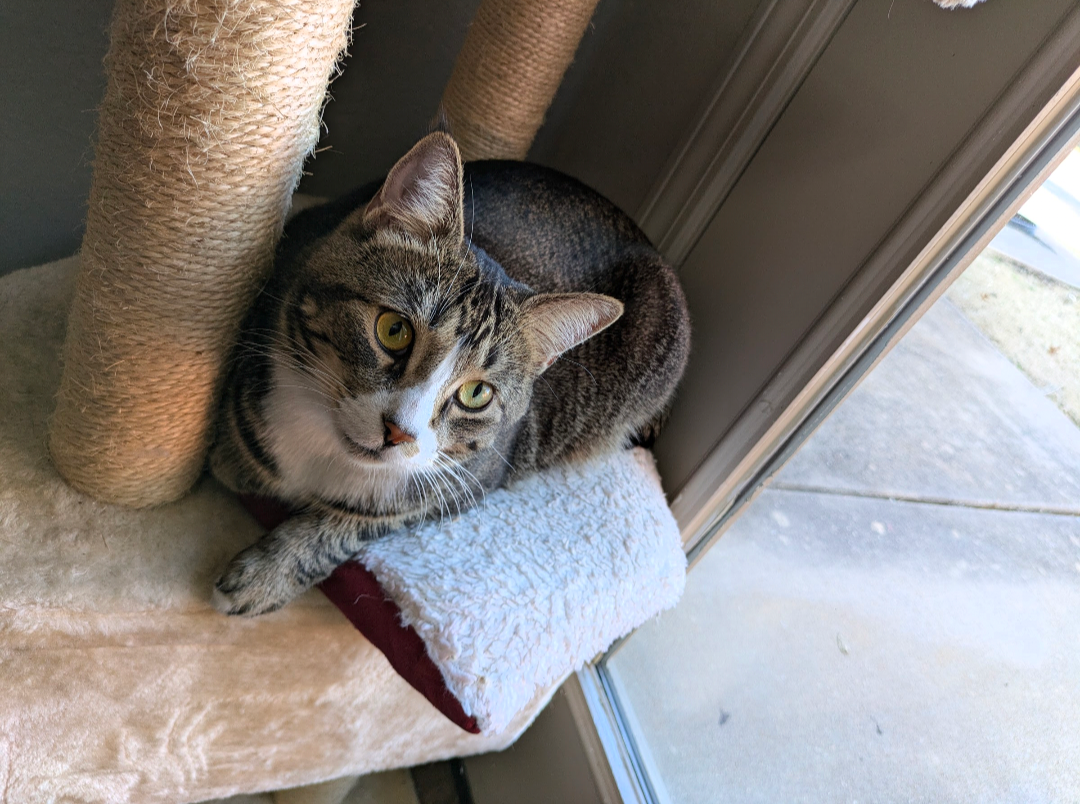Please help Toast’s Healing Journey campaign photo, 2 of 6